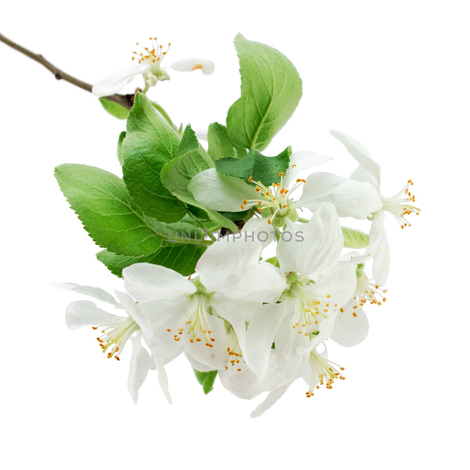 Apple blossoms isolated on a white background