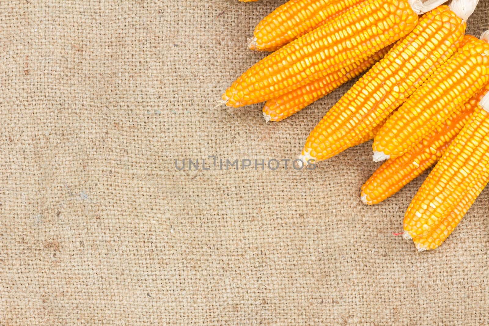 Ears of ripe corn on the gunnysack with space for special text on the left, copyspace