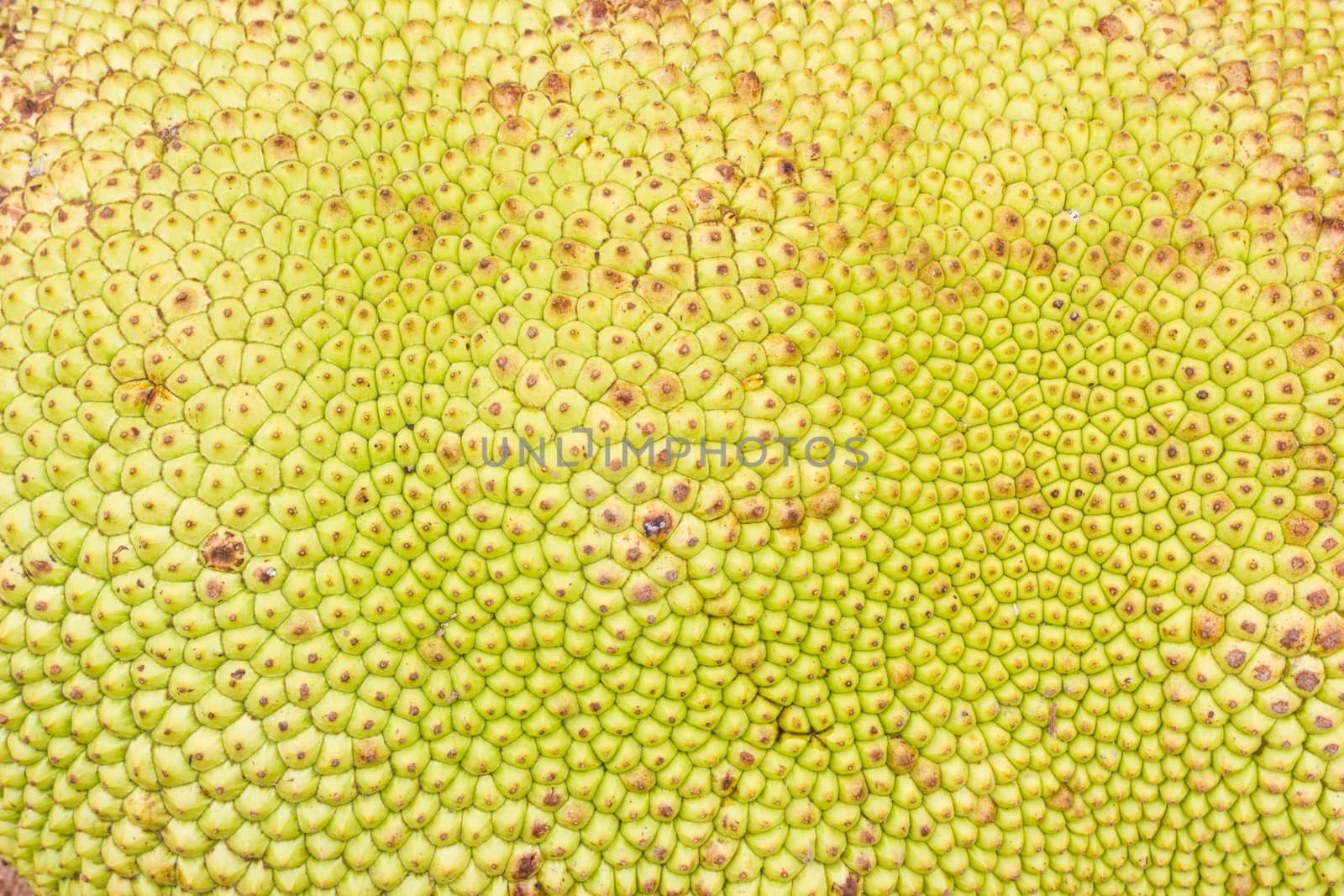 close-up jack fruit Texture, background