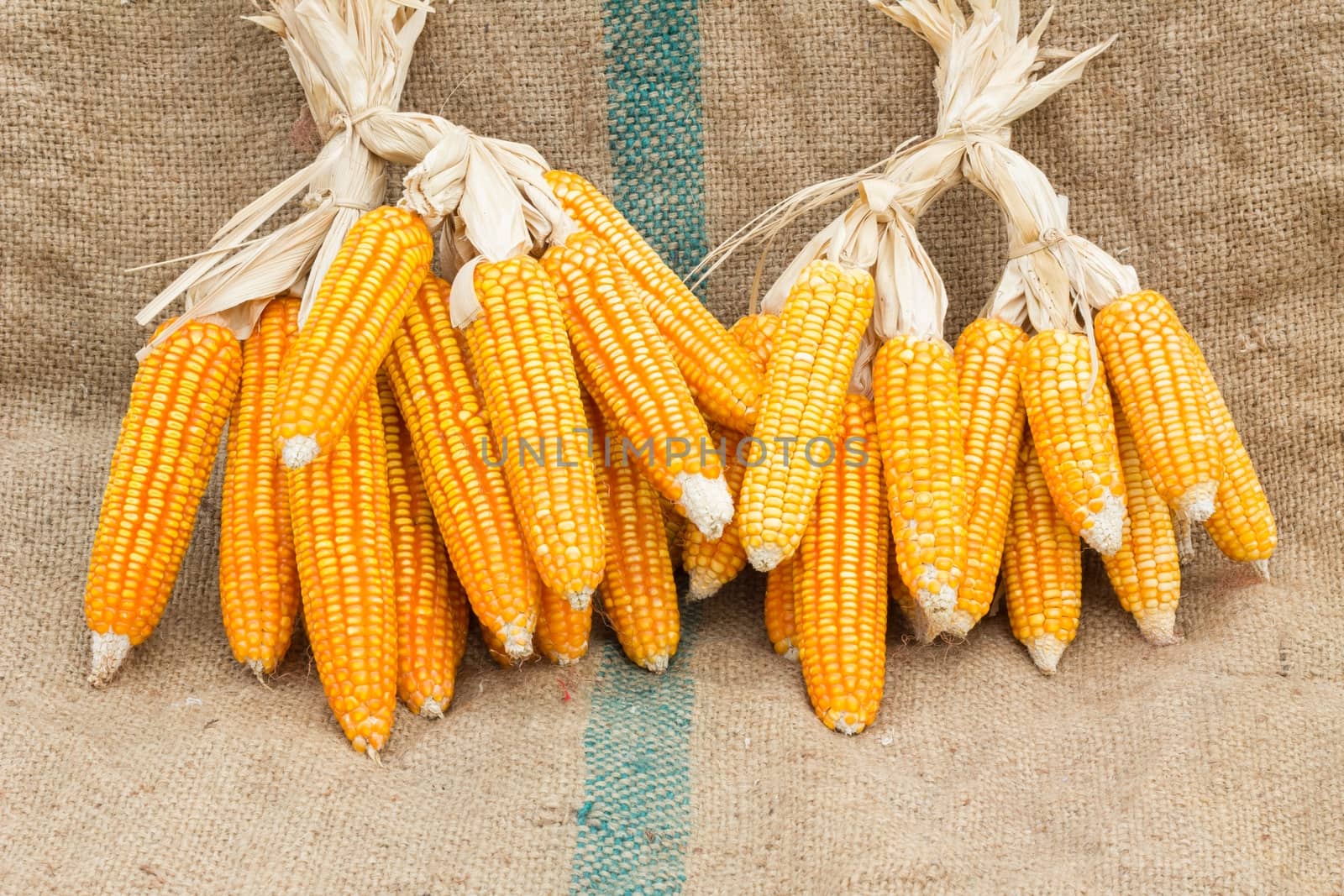Ears of ripe corn on the gunnysack