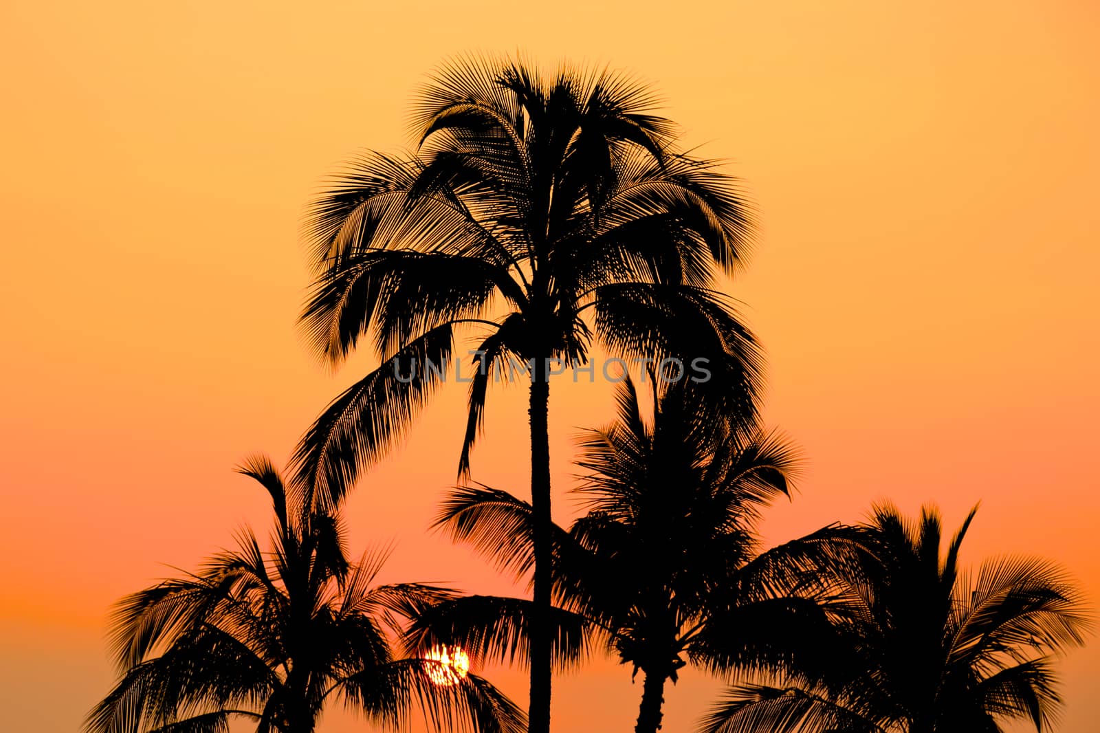 Silhouette of palm trees in Maui over a orange sunset