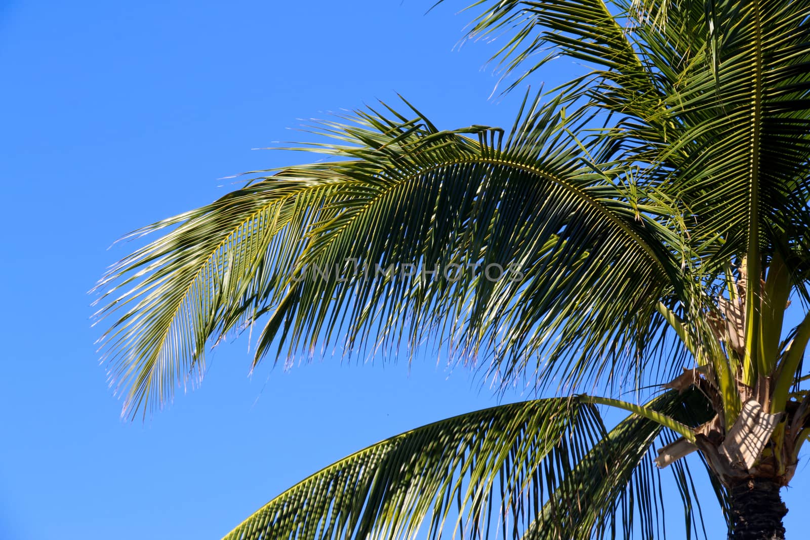Palm Tree Leaf with Blue Sky