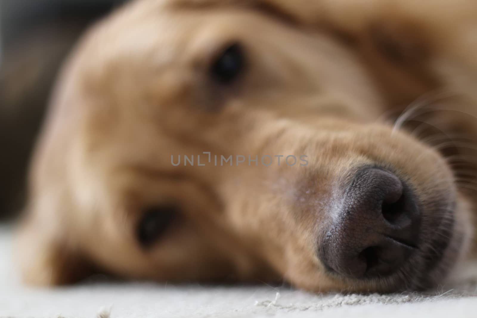 Focus on a Golden Retriever Dog Nose with Eyes Blurred