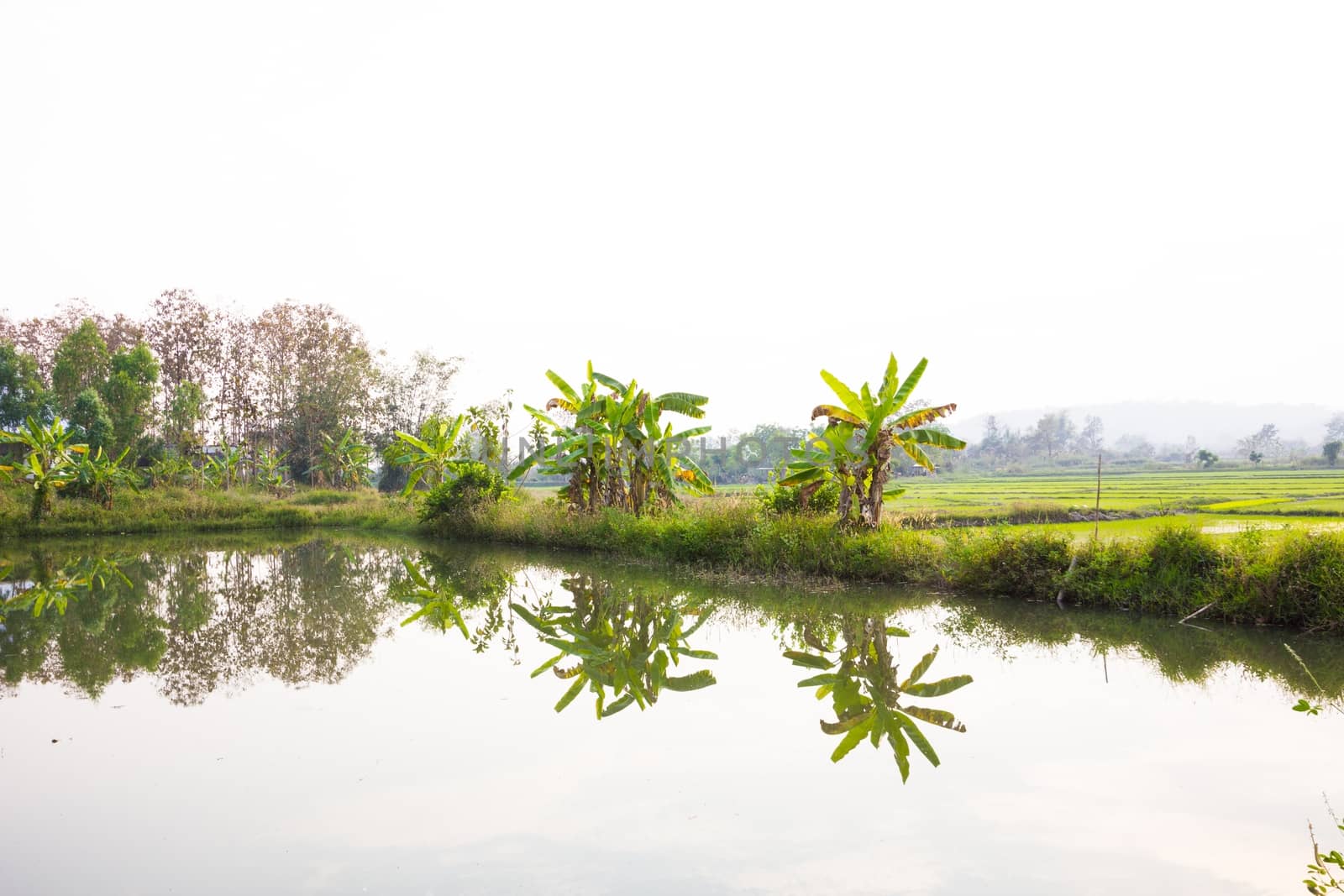 small lake near banana tree and rice field in Thailand, copyspace on top