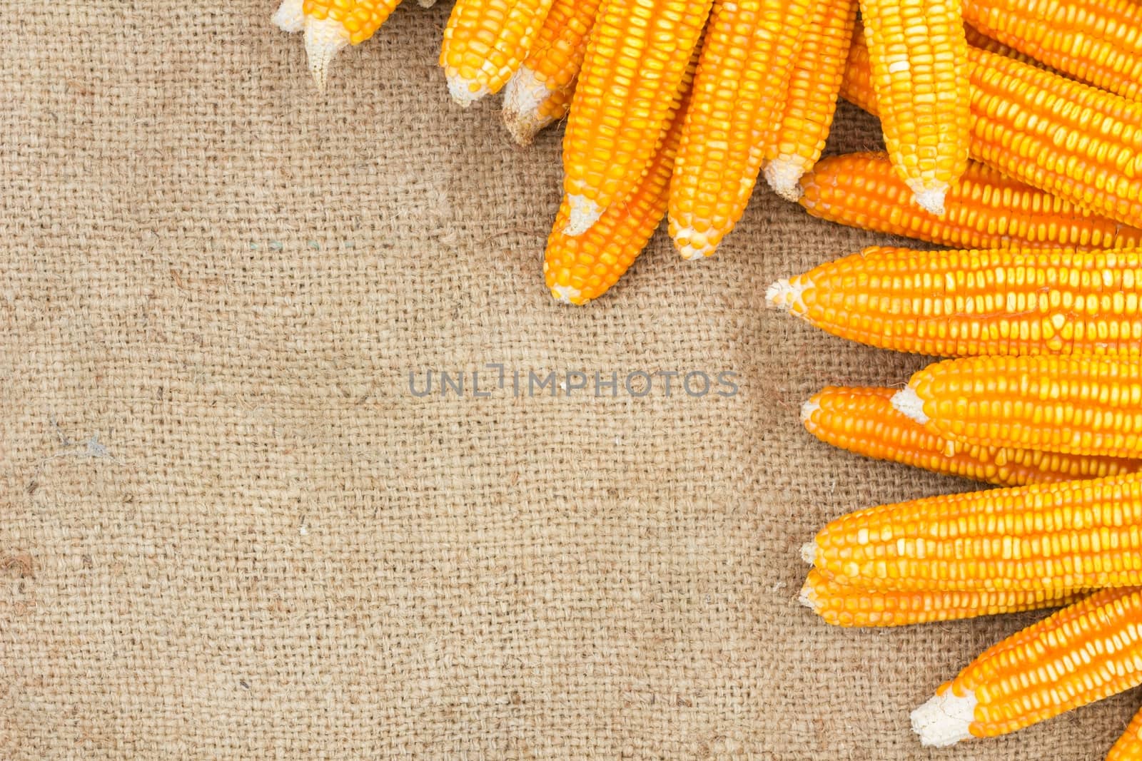 Ears of ripe corn on the gunnysack with space for special text on the left