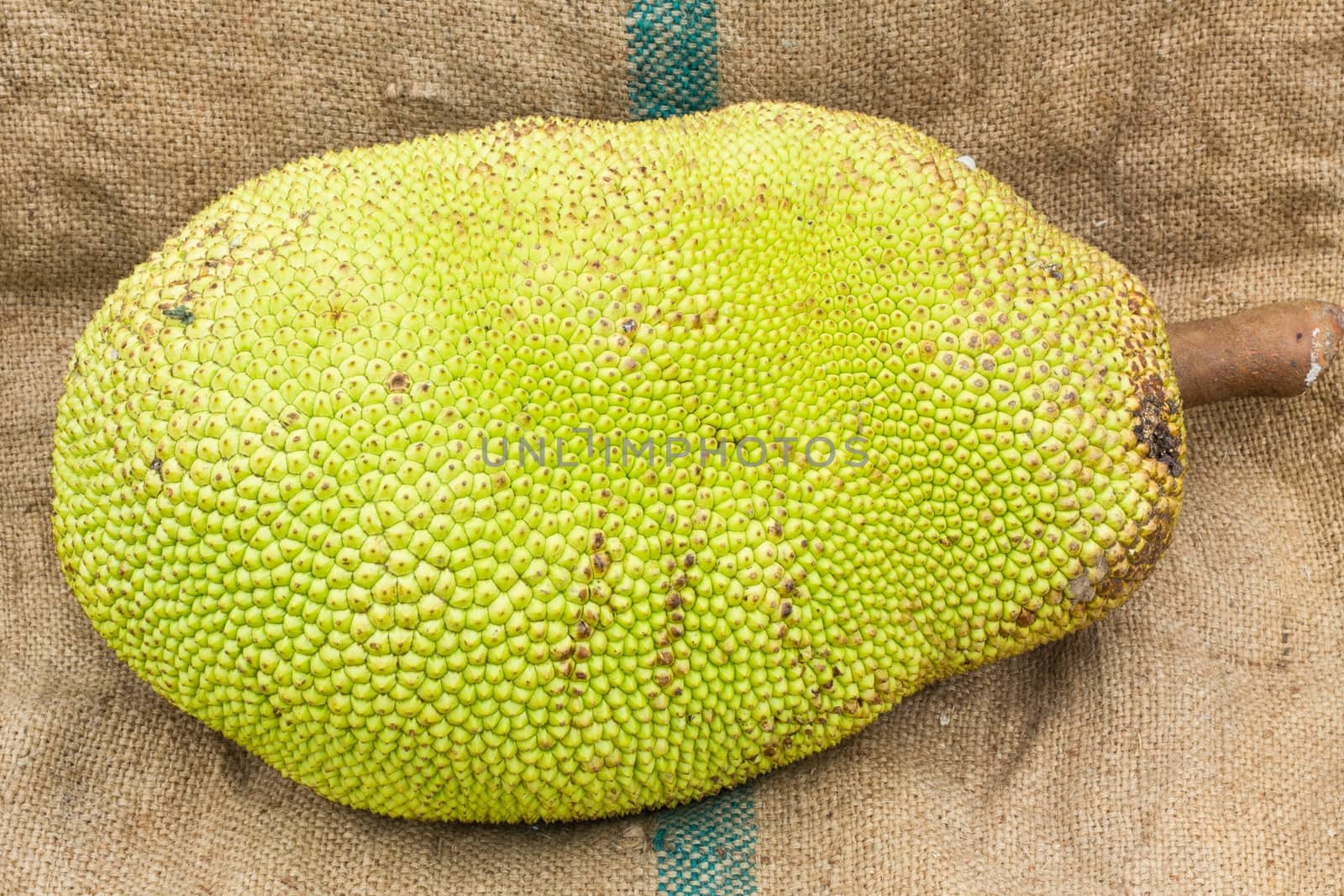 Young jackfruit on gunnysack by a3701027