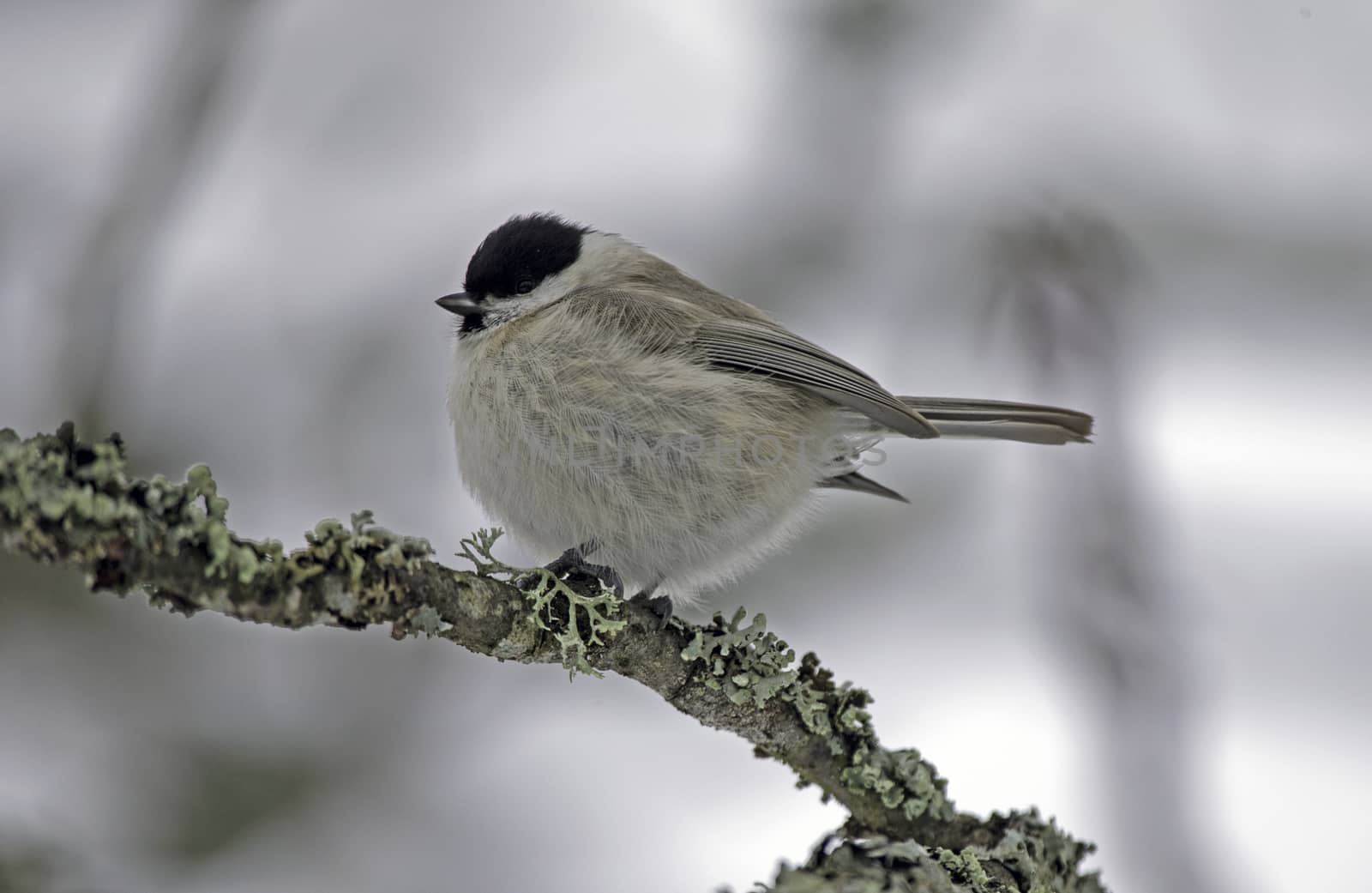 Willow tit by thomas_males