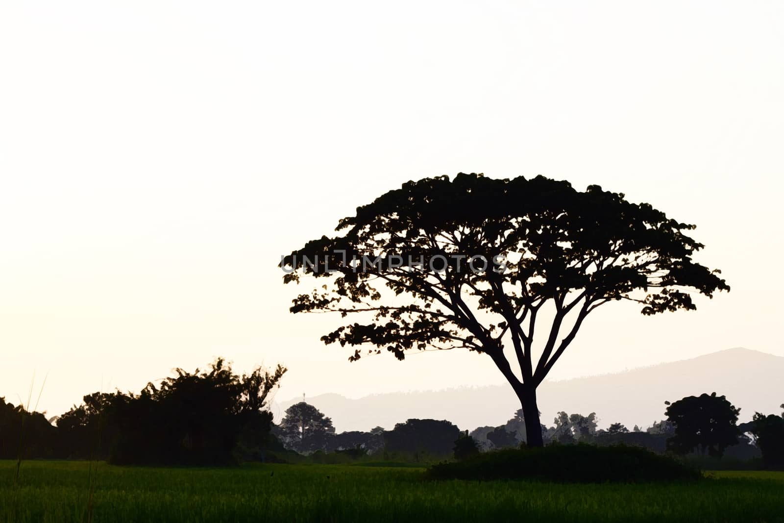 silhouette of big tree on rice fields in the evening. by a3701027