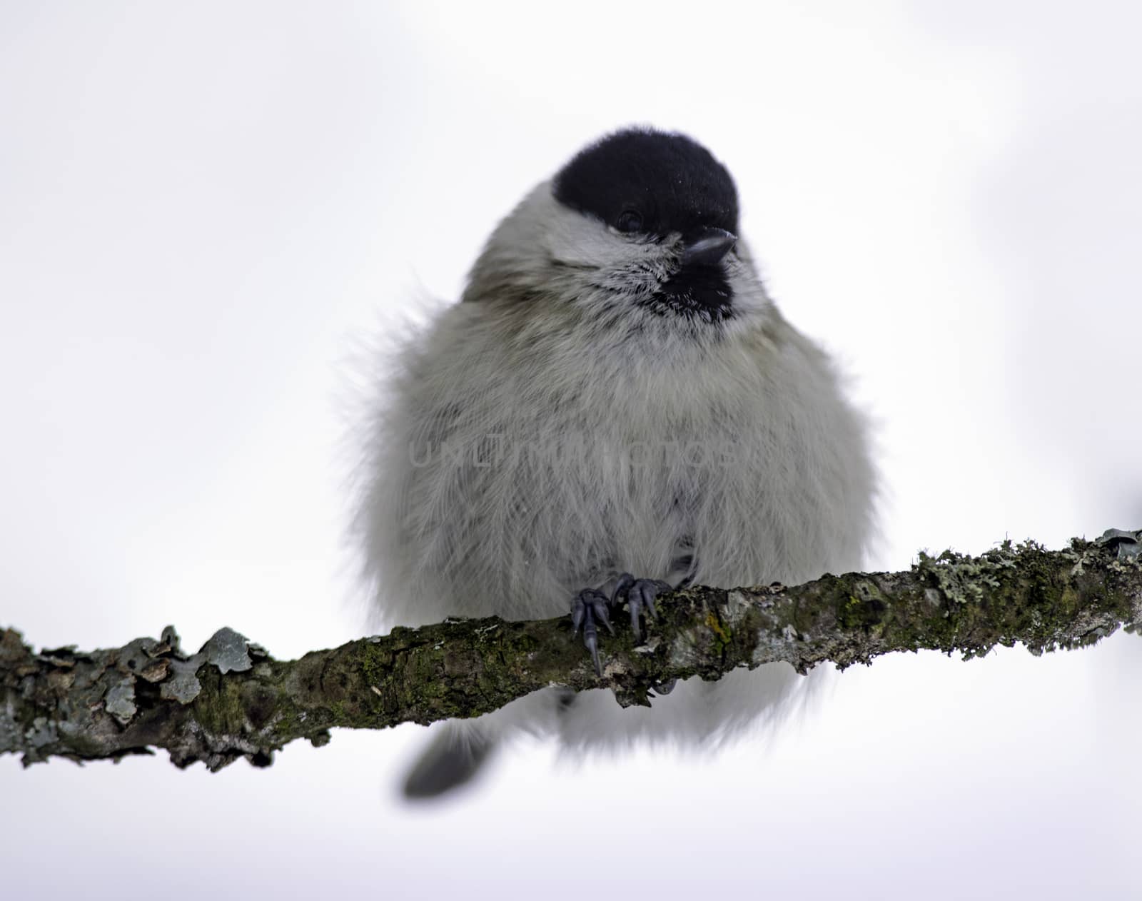 Willow tit by thomas_males