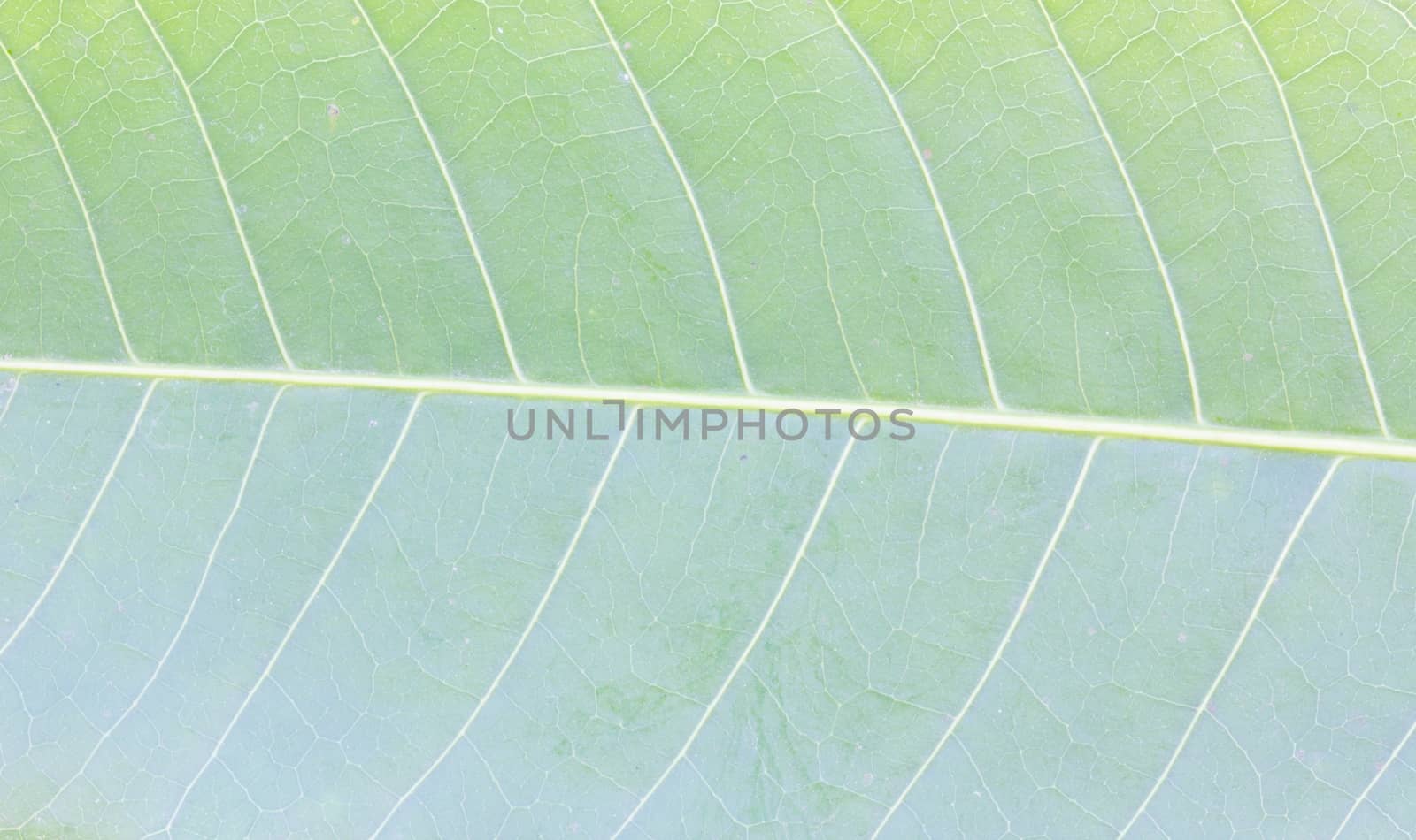 fresh green leaf close up nature background by a3701027