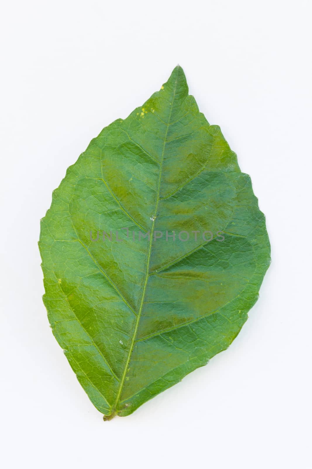 beautiful green leaf isolated on white background. by a3701027