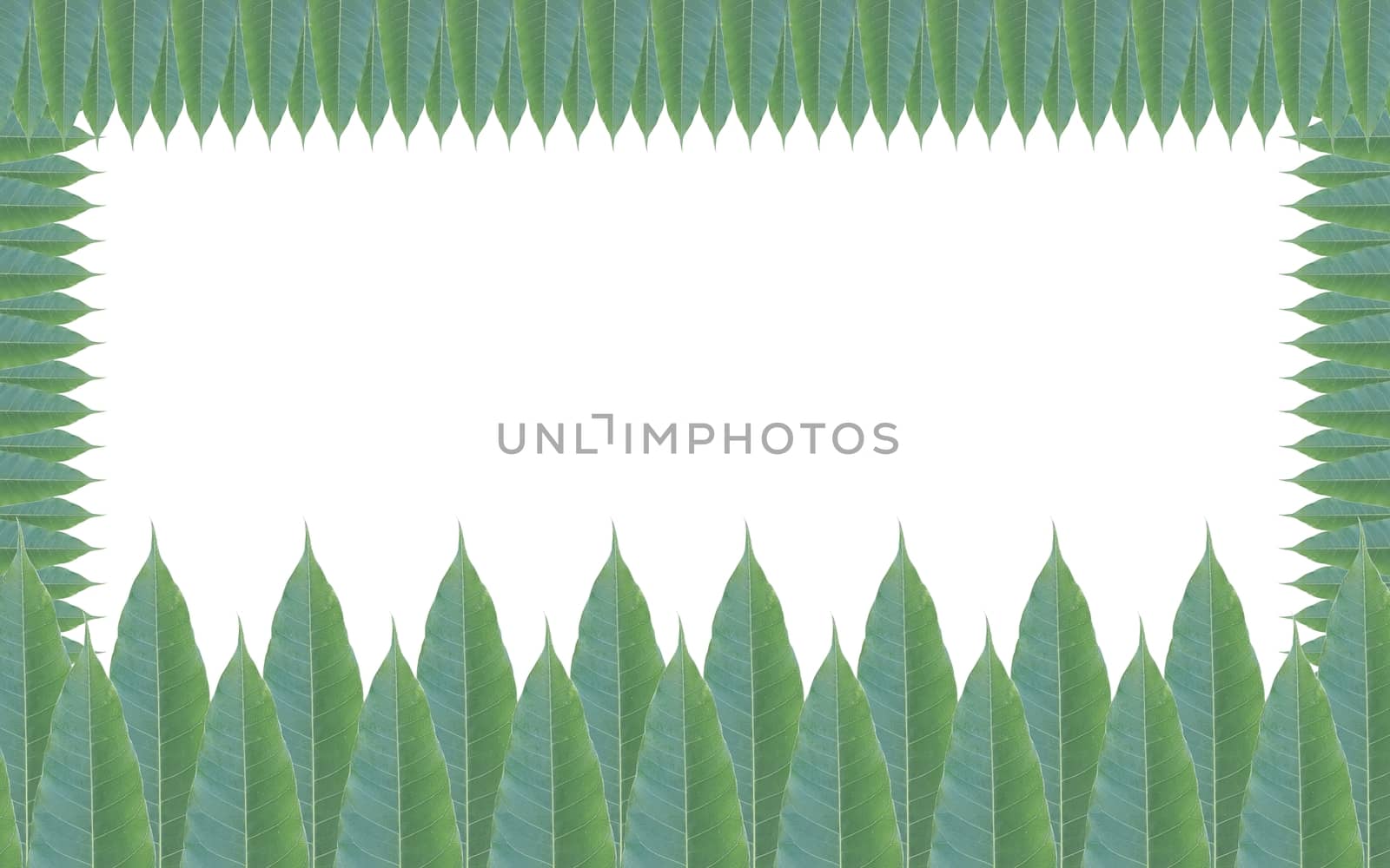Green leaves frame isolated on white background by a3701027