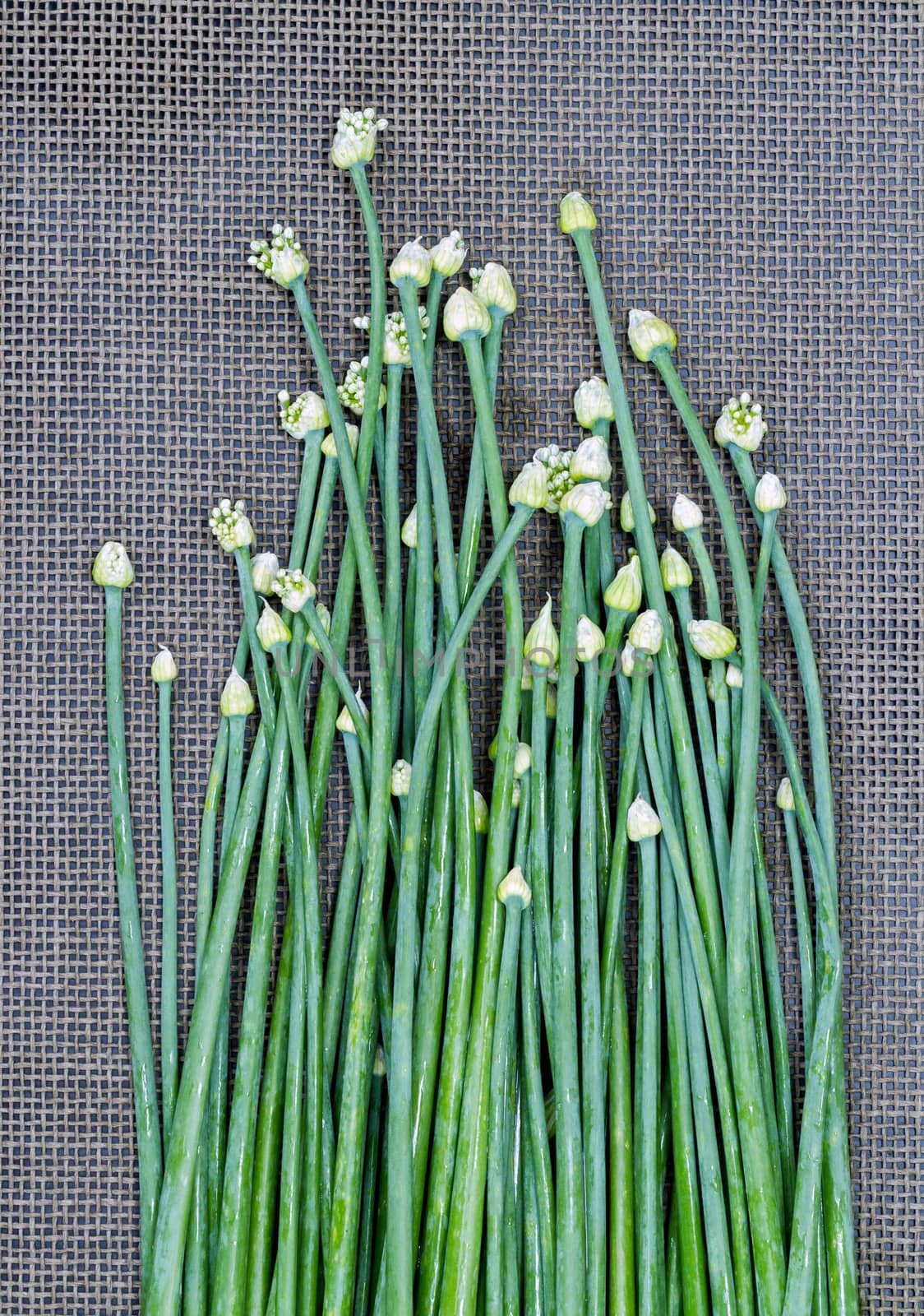 fresh green Onion Flower Stem on black mat