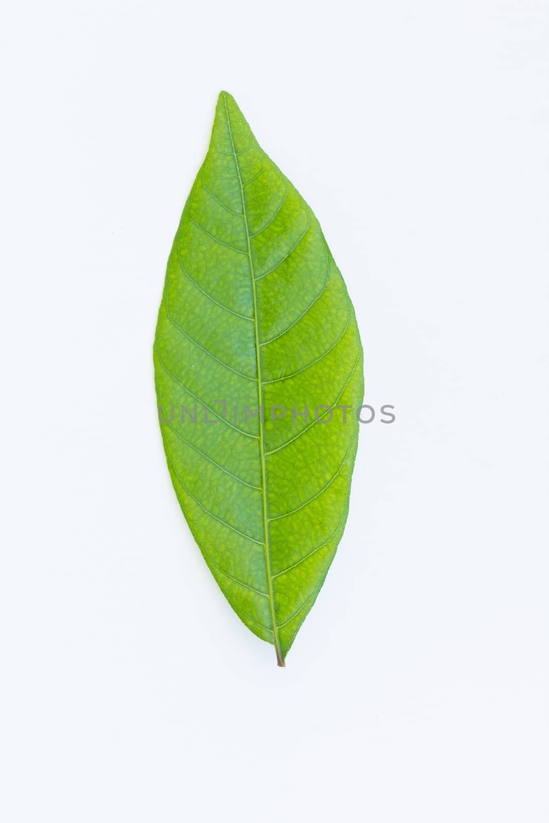 beautiful green leaf isolated on white background.
