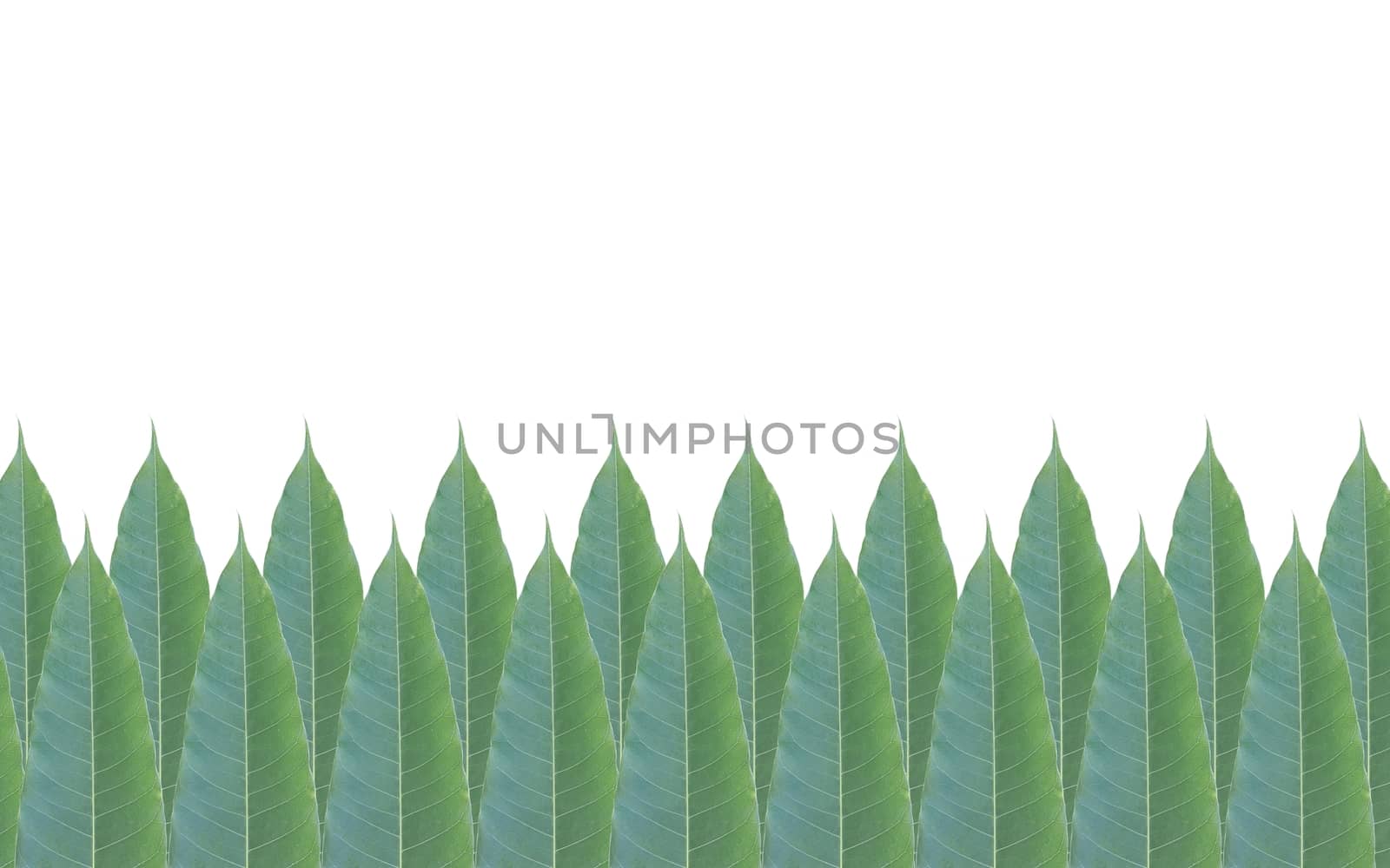 Green leaves frame isolated on white background by a3701027