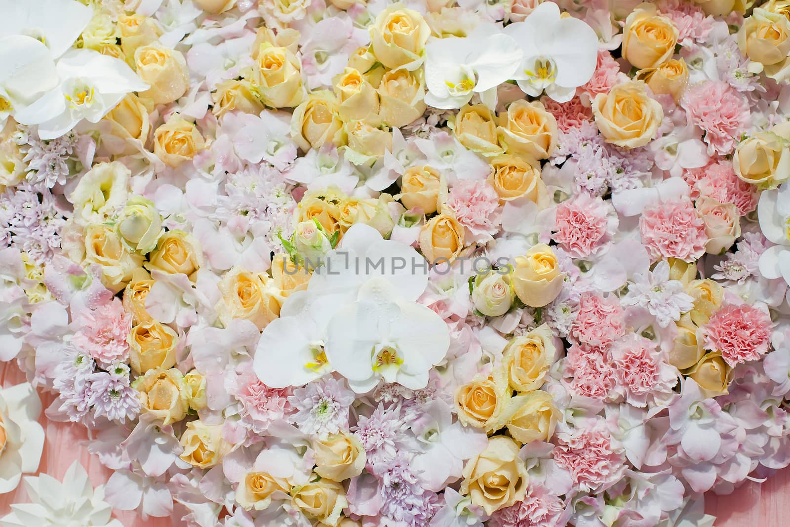 colorful of roses background - natural texture of love