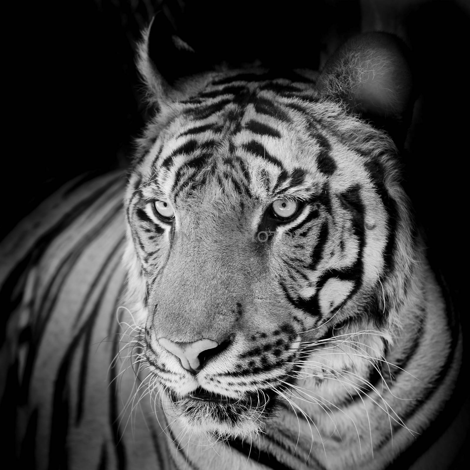 Close up tiger