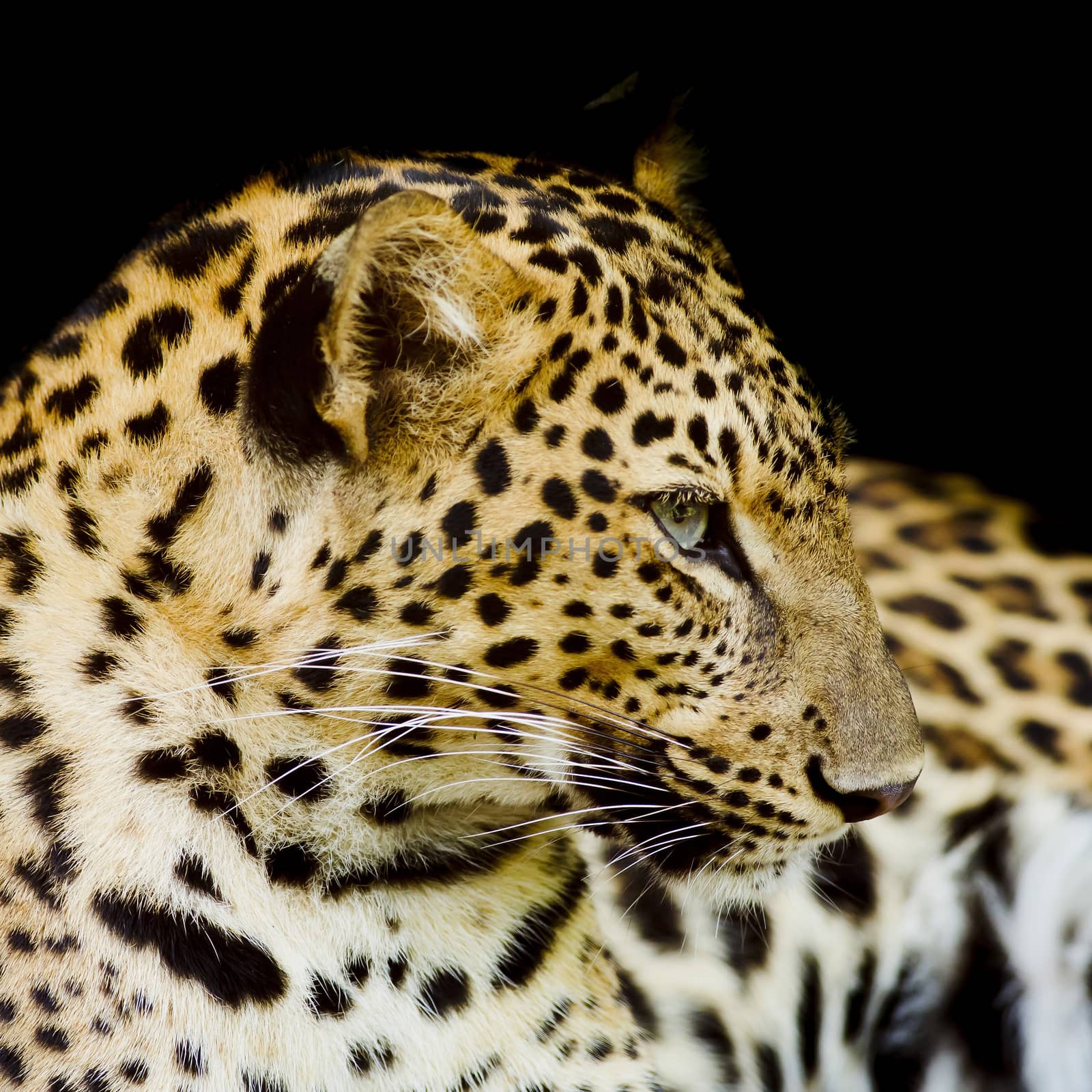 Leopard portrait