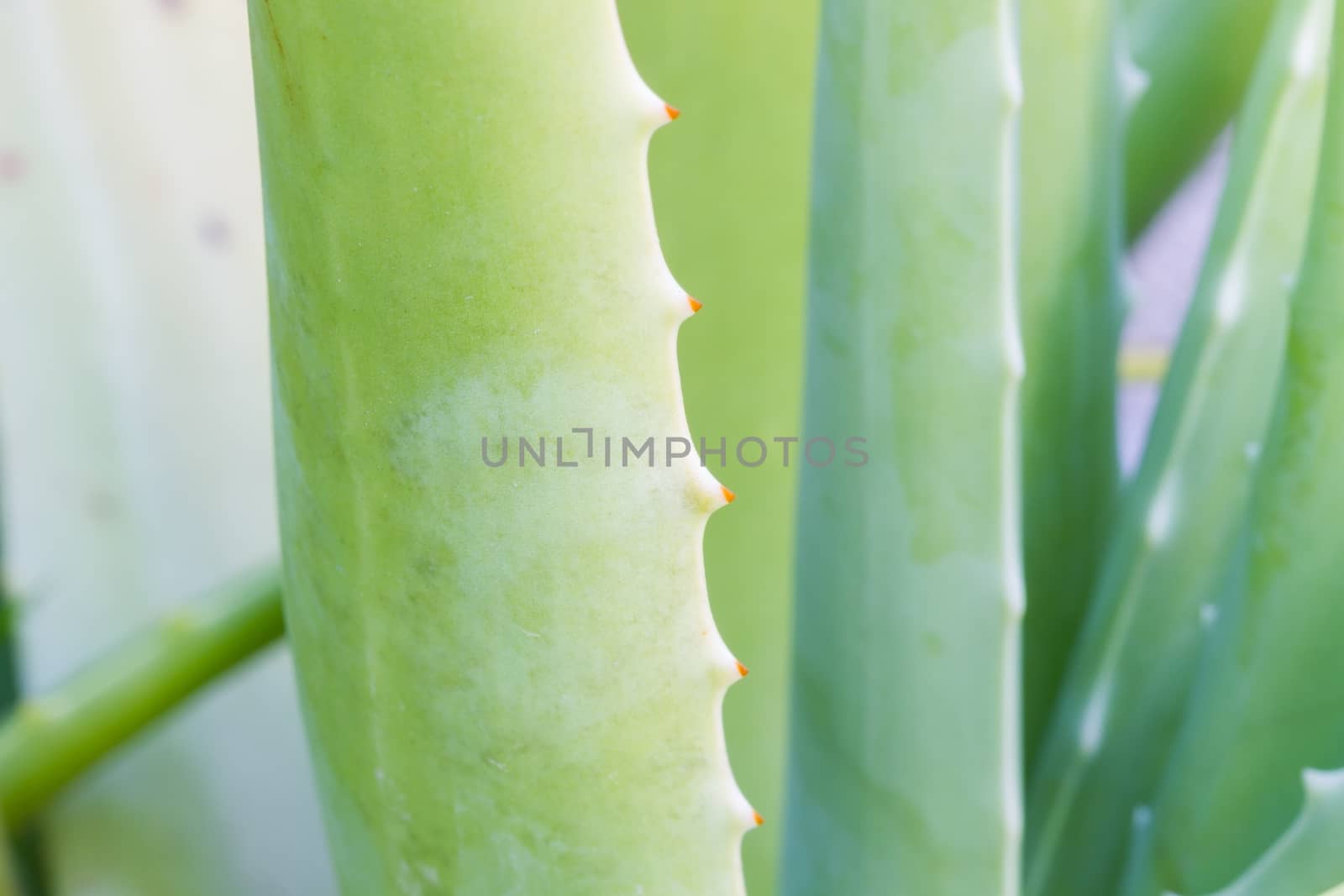 Aloe vera leaf close up, focusing on thorn
