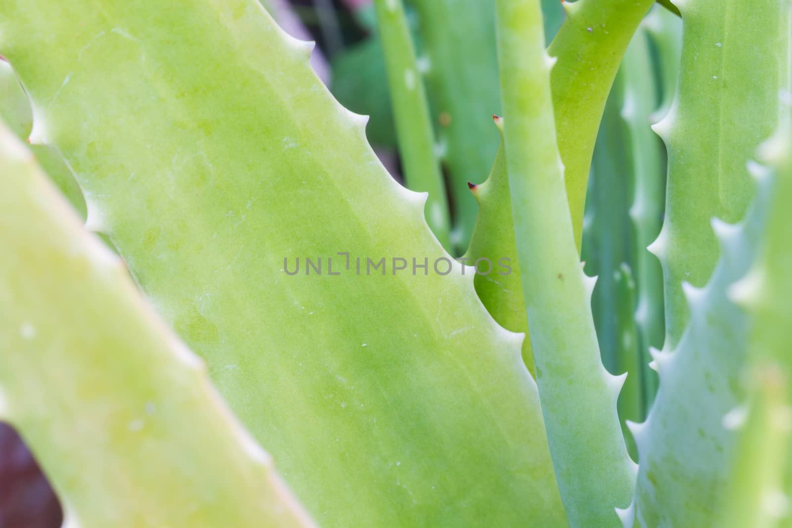 green aloe vera plant with thorn close up