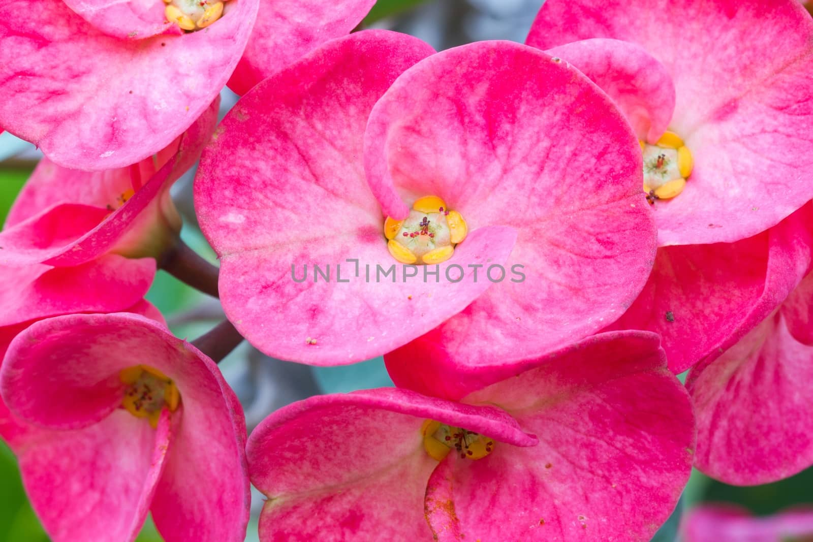 red Euphorbia milii flower  by a3701027
