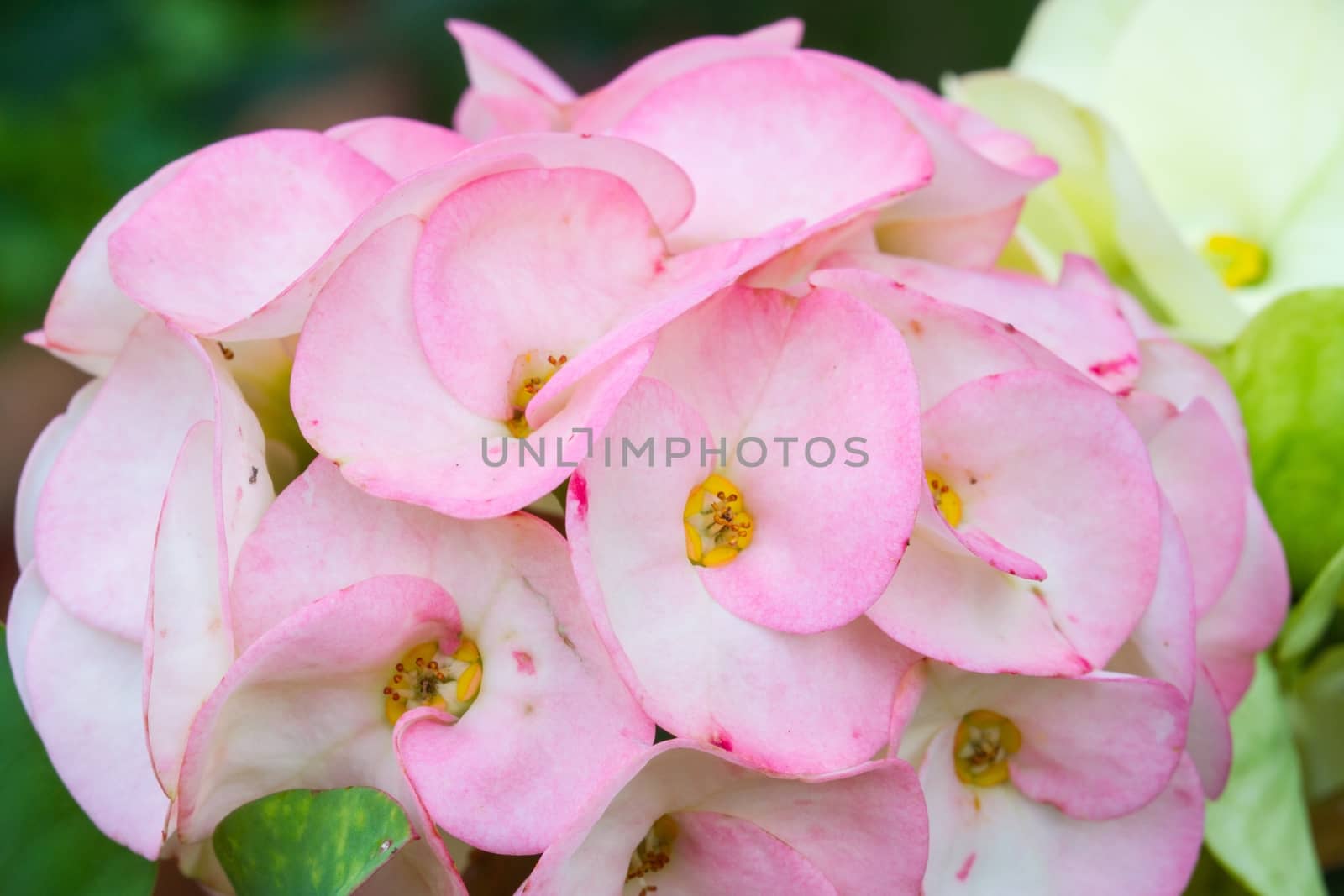 pink Euphorbia milii  by a3701027