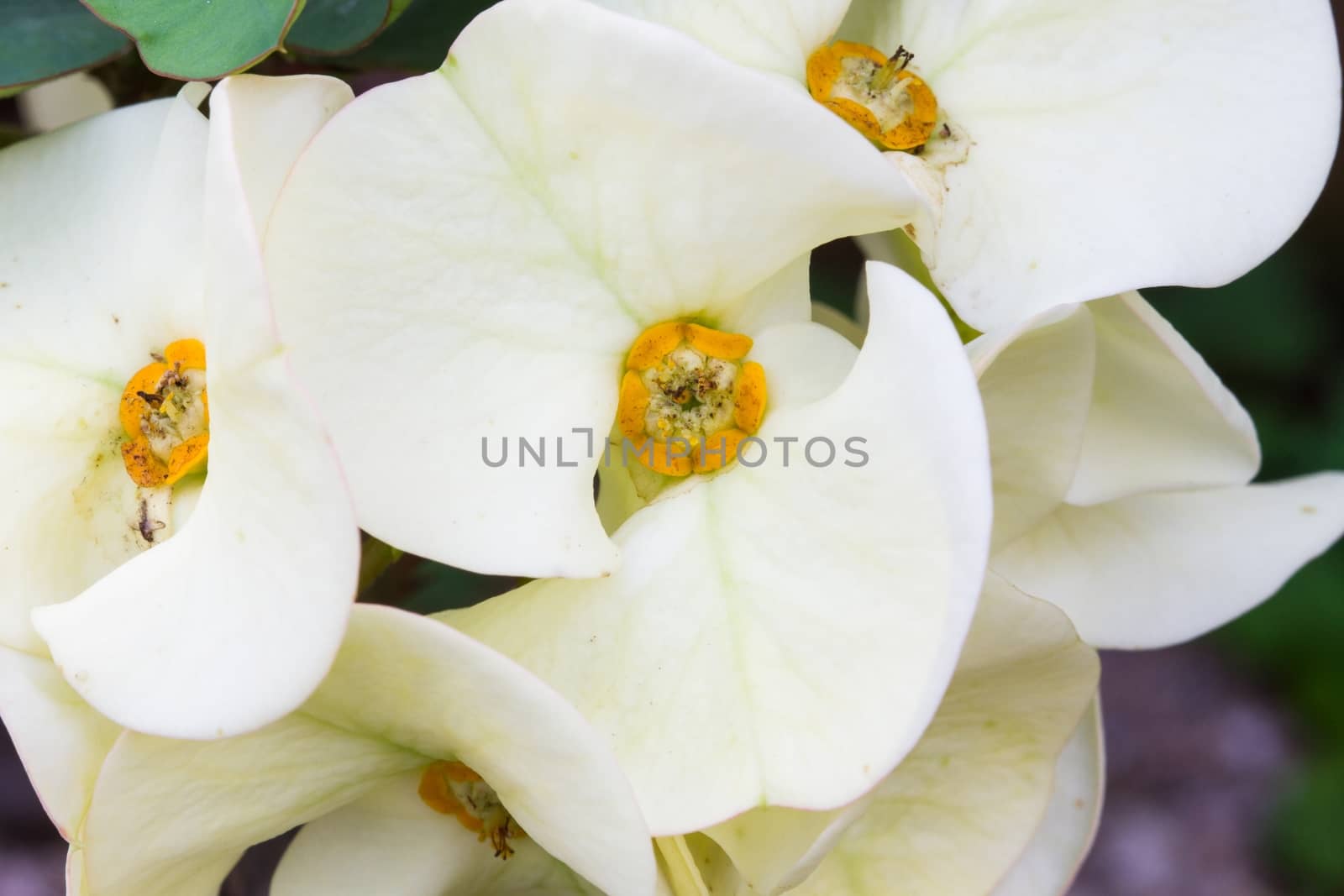 closeup white euphorbia milii flowers ,background