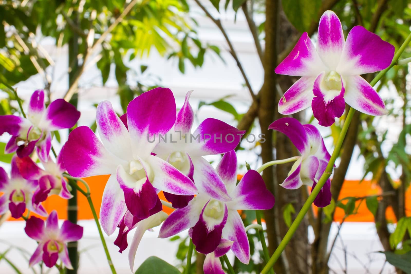 Beautiful purple orchid  by a3701027