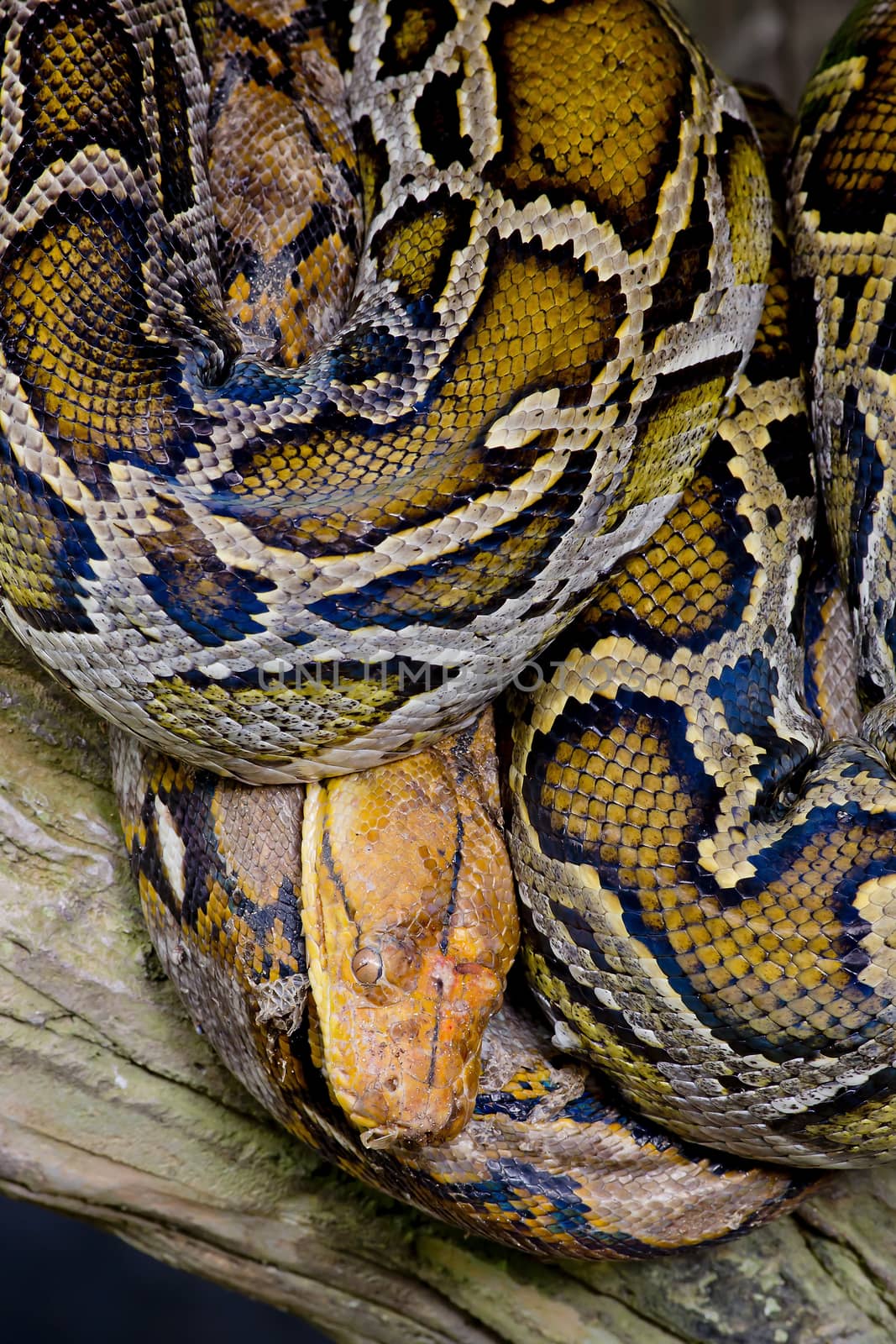 Close-up photo of burmese python (Python molurus bivittatus)