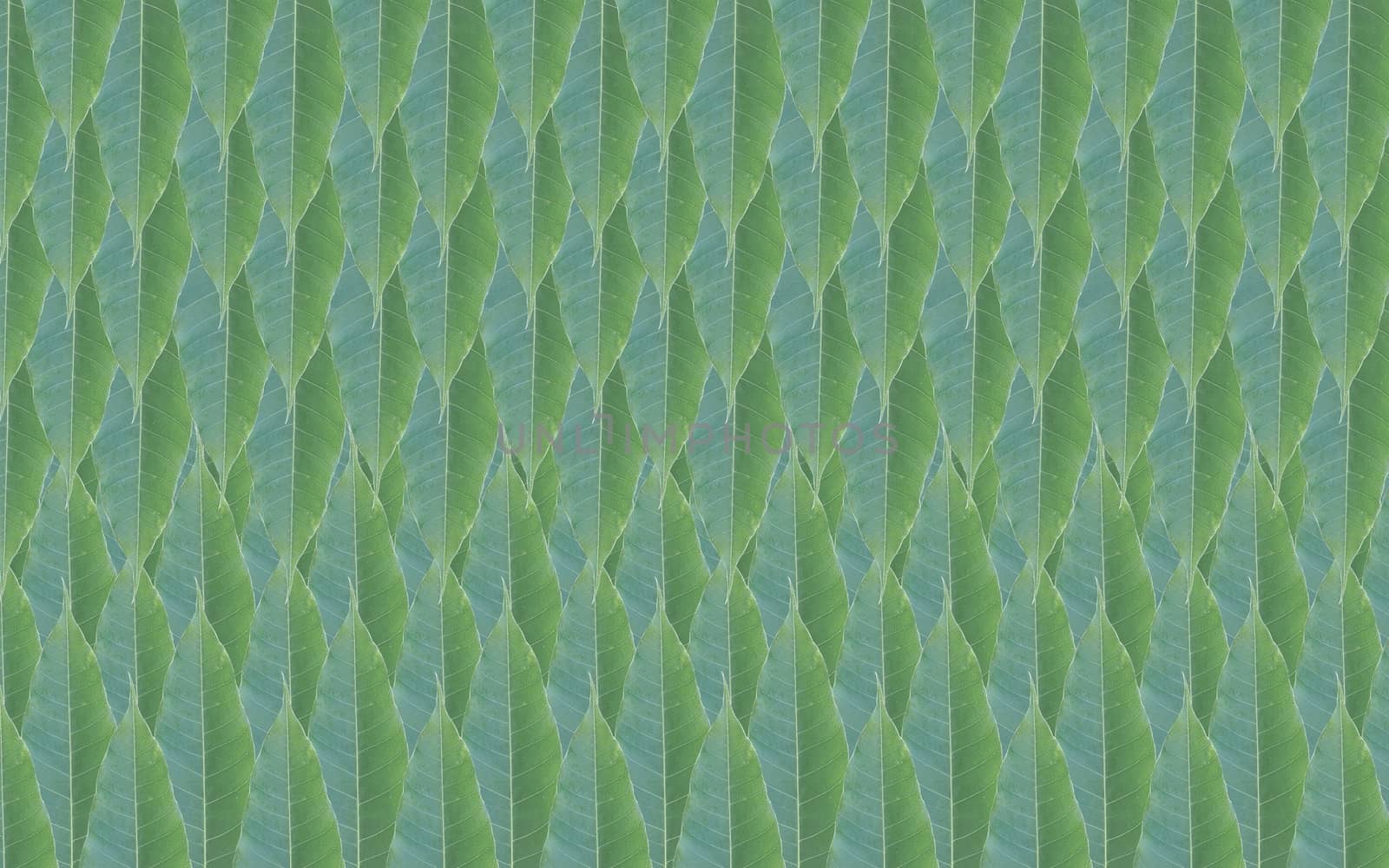 background made of fresh green leaf pattern.