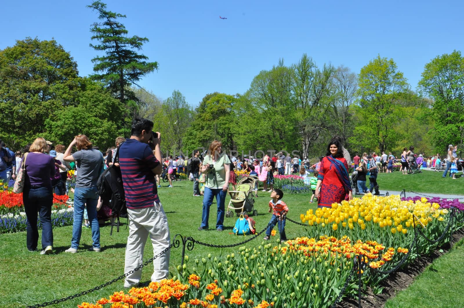 2014 Tulip Festival at Washington Park in Albany, New York State by sainaniritu