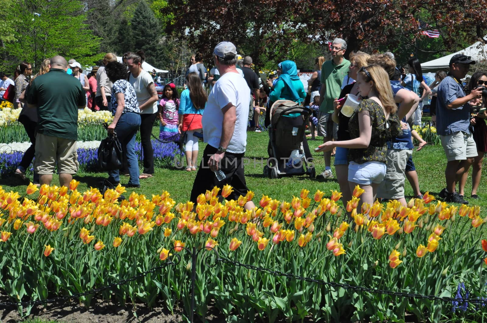 2014 Tulip Festival at Washington Park in Albany, New York State