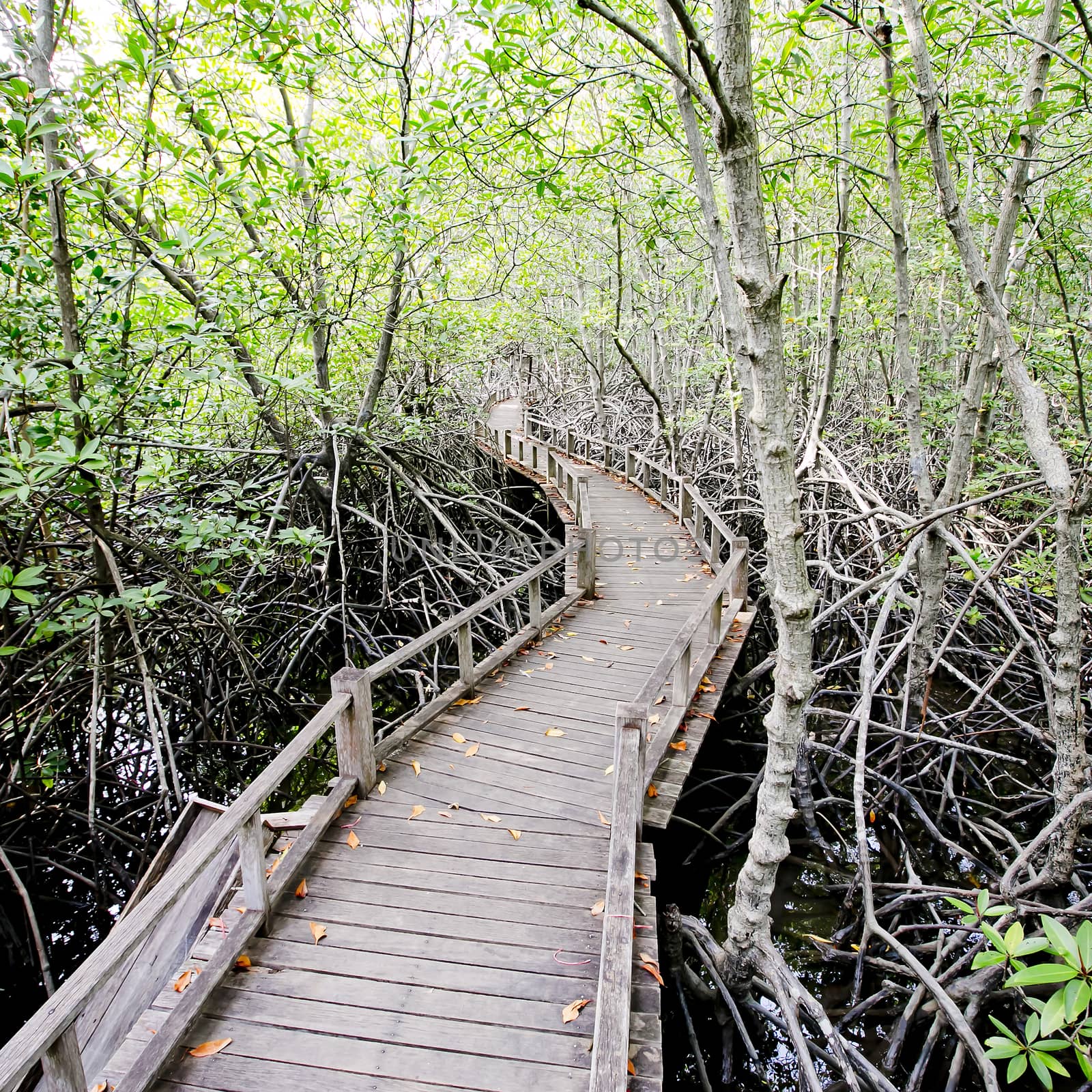 walk way to Mangrove forest