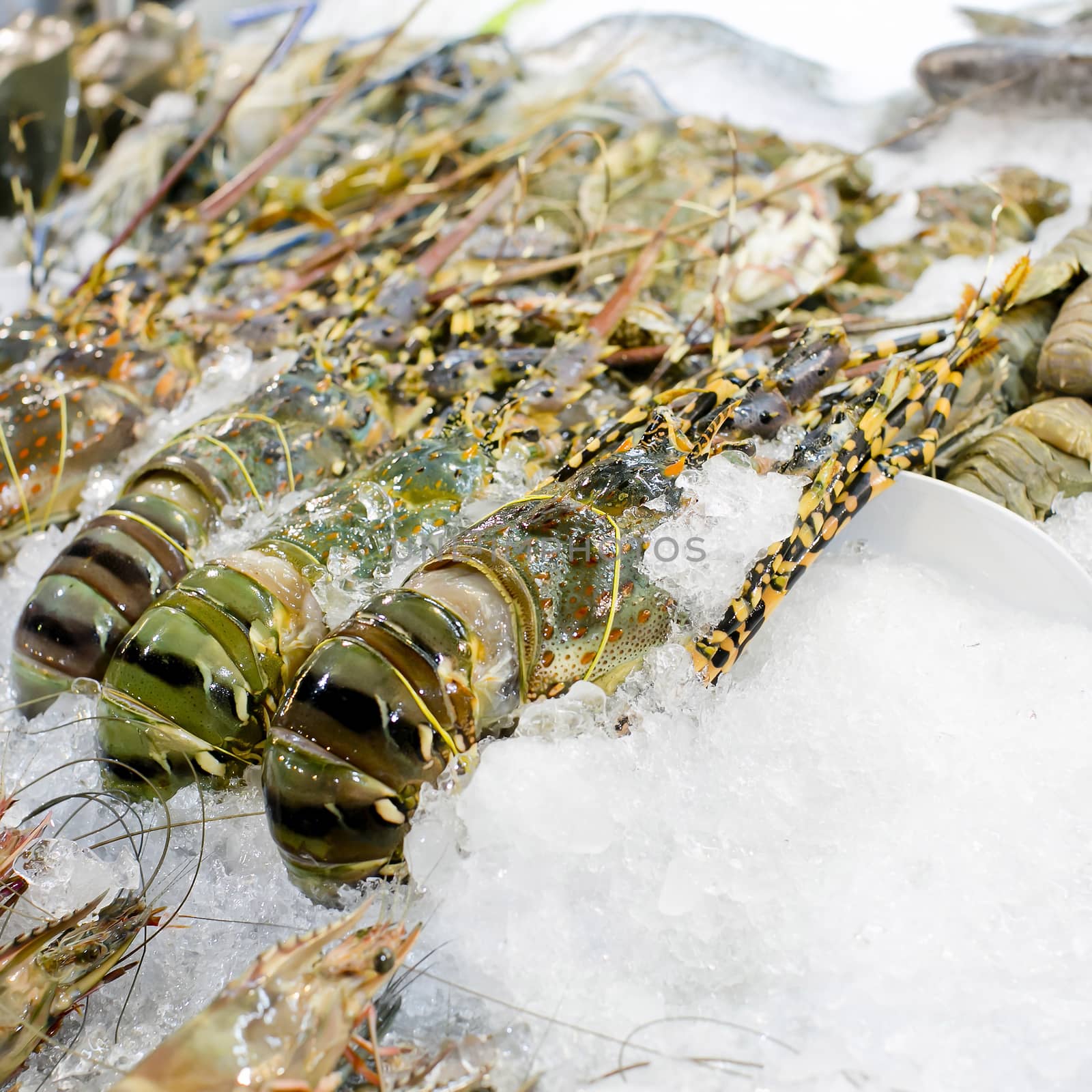 Fresh lobsters on ice