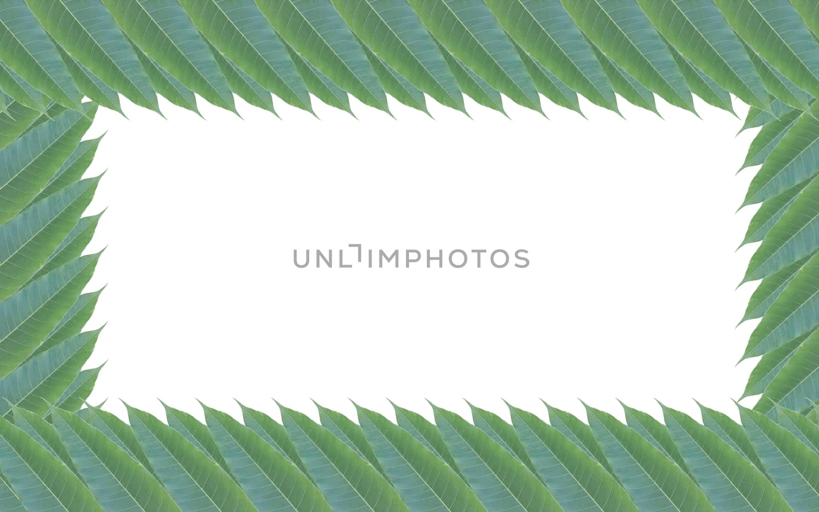 frame made of green leaves of mango tree isolated on white background.