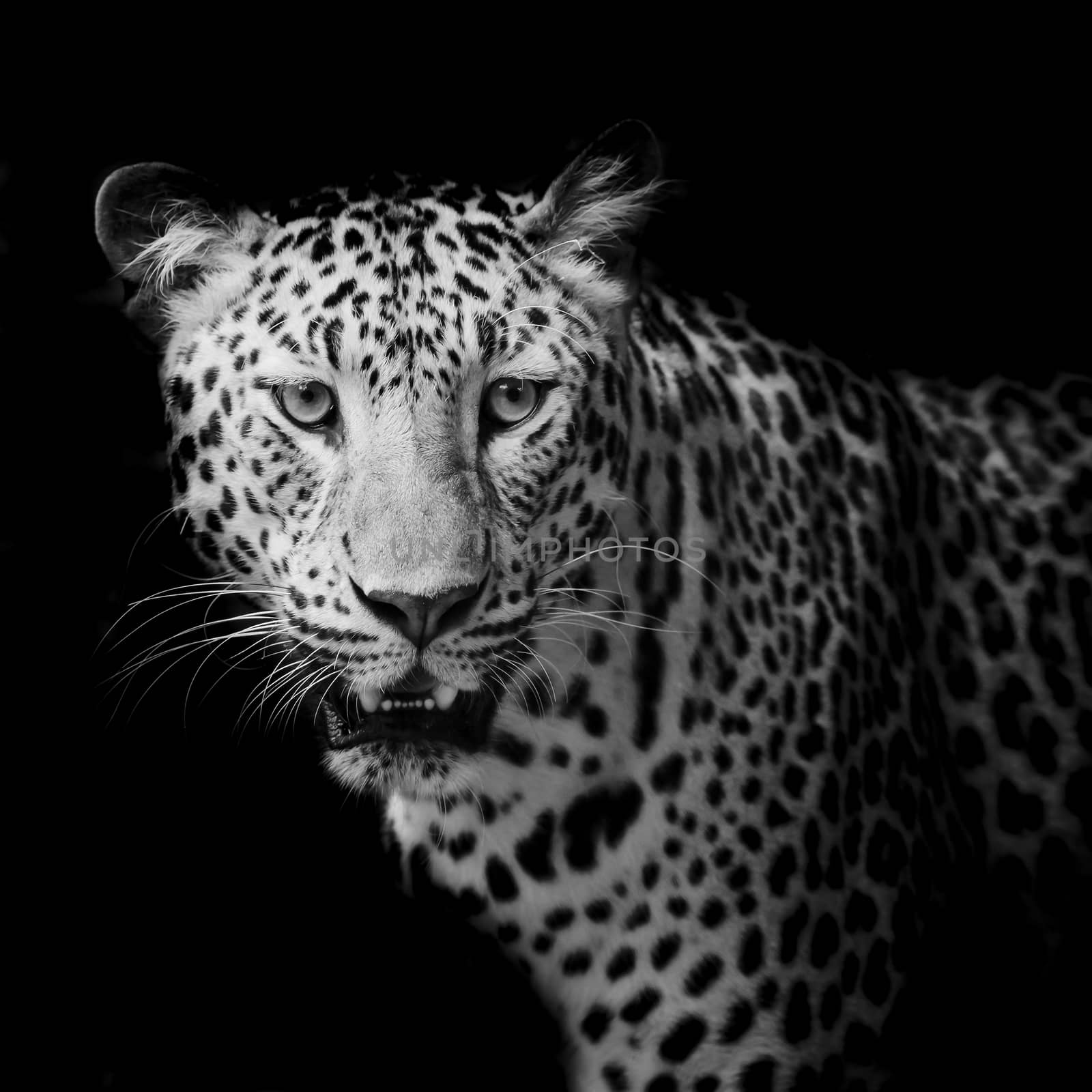 Leopard portrait