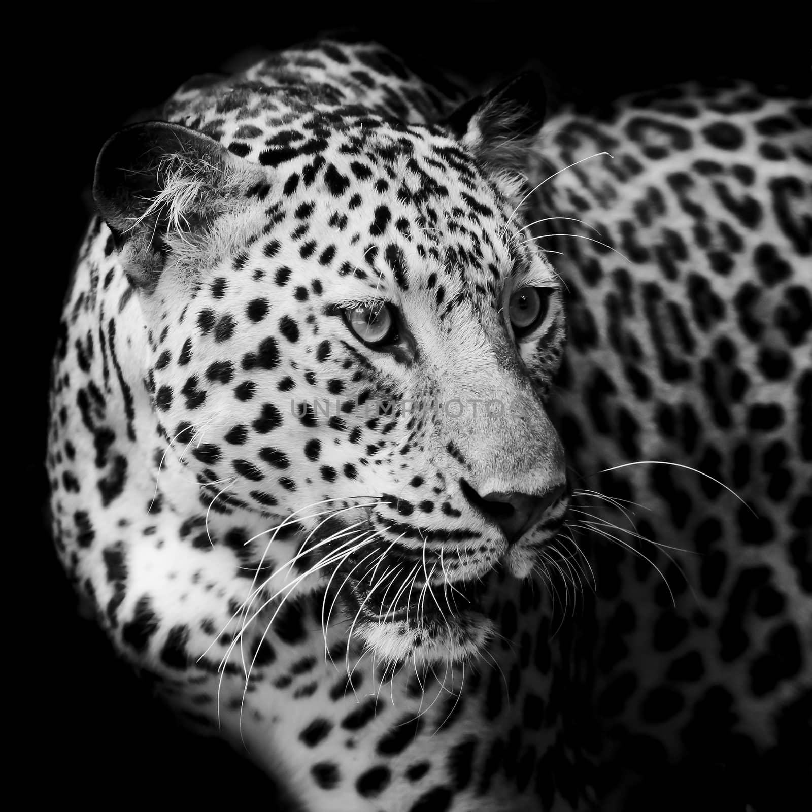 Leopard portrait