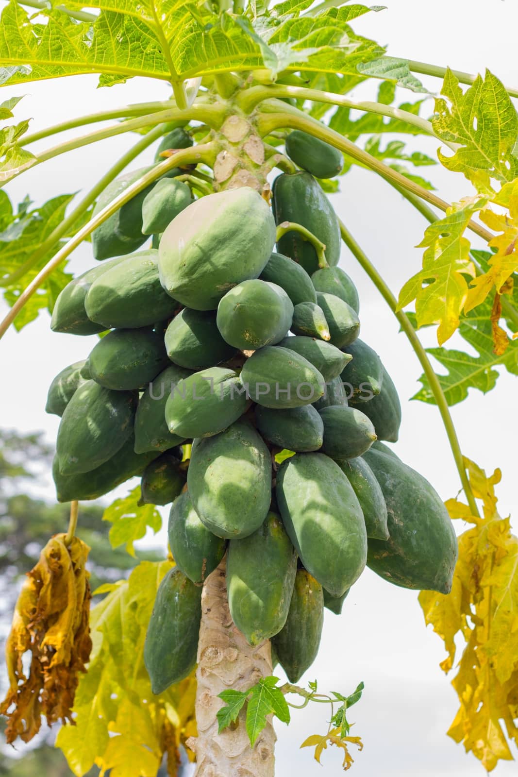 a lot of papaya on tree against sunshine by a3701027