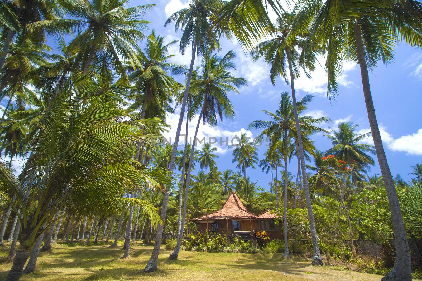 Beautiful Palm Trees on the Tropical Island.