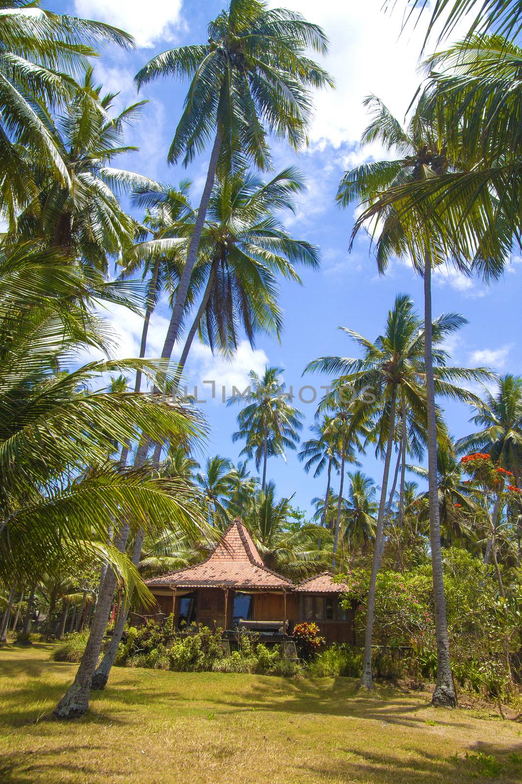 Beautiful Palm Trees on the Tropical Island.