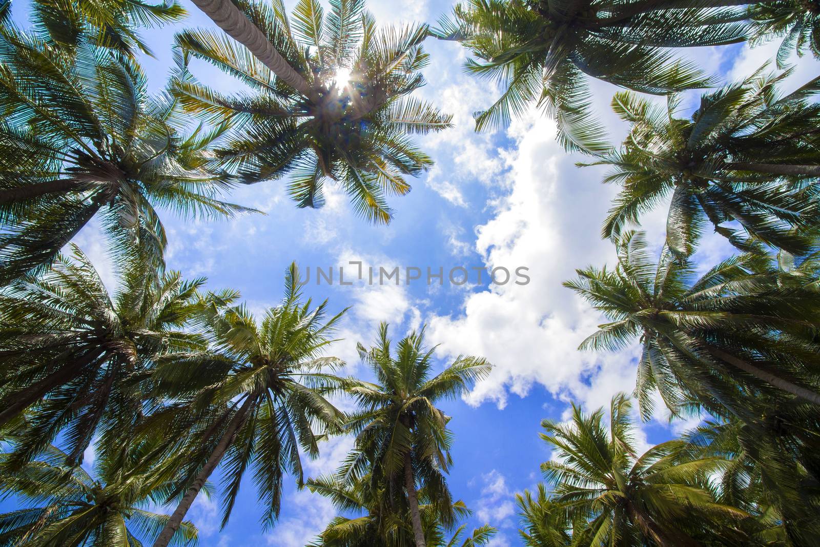 Beautiful Palm Trees on the Tropical Island.