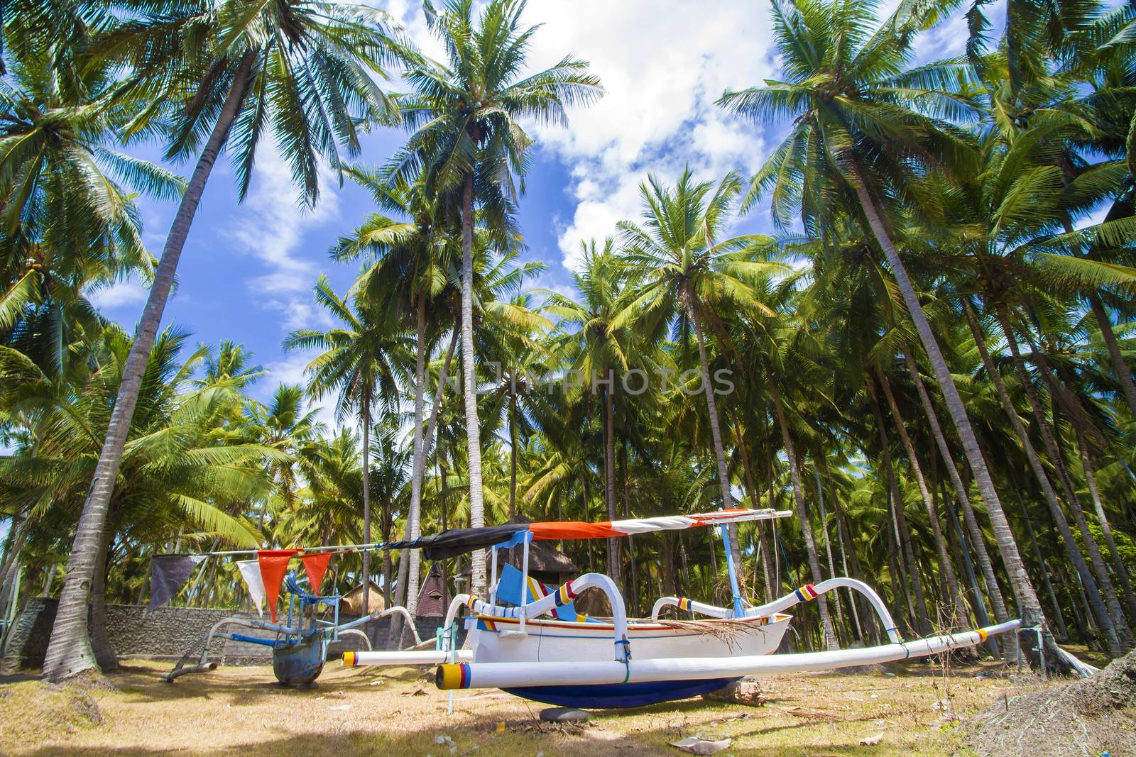 Beautiful Palm Trees on the Tropical Island.