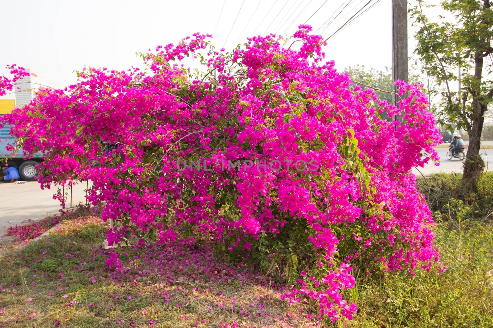 A Pink Bougainvillea Tree located by the road by a3701027