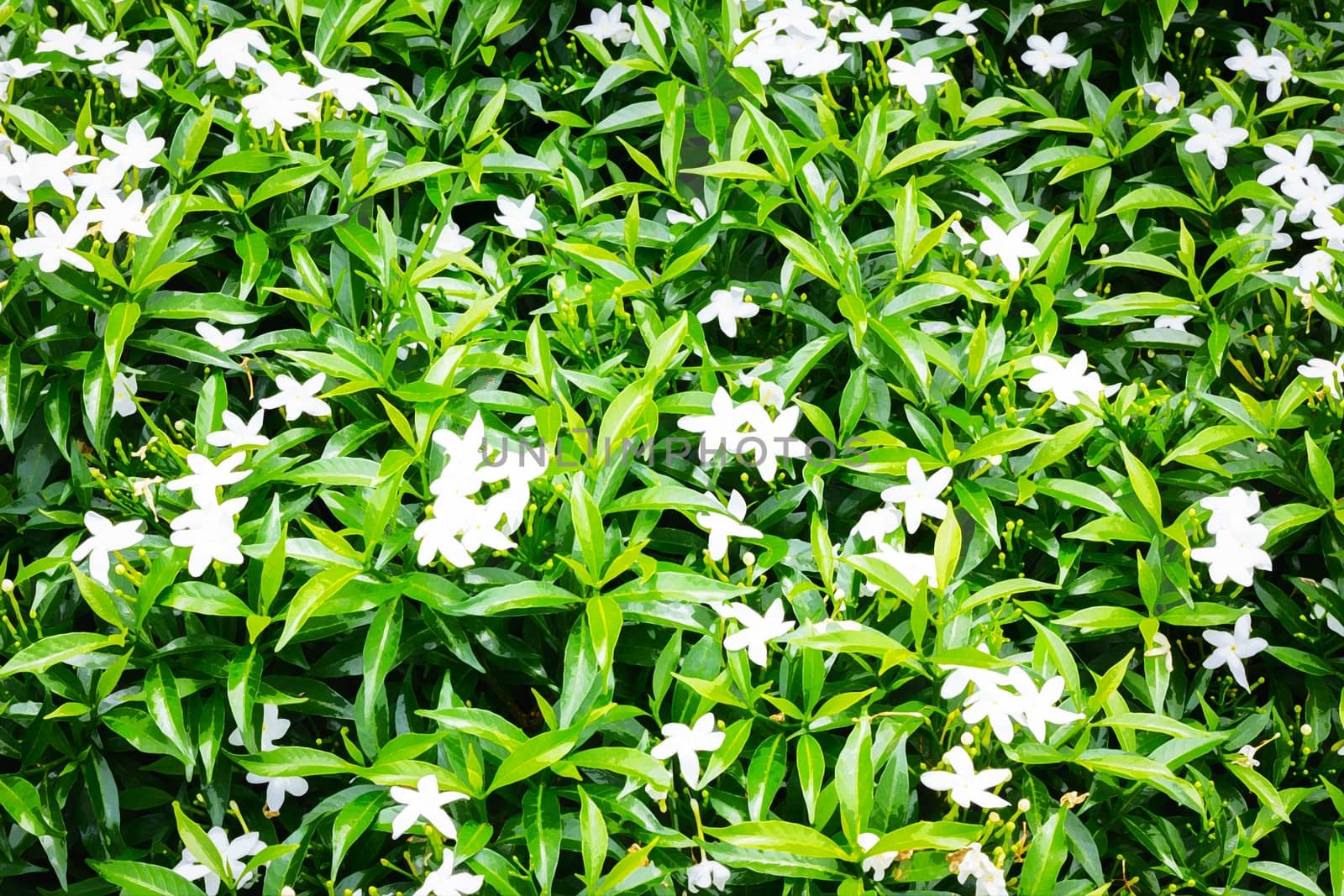 Green leaves texture and white flowers background, watercolor style