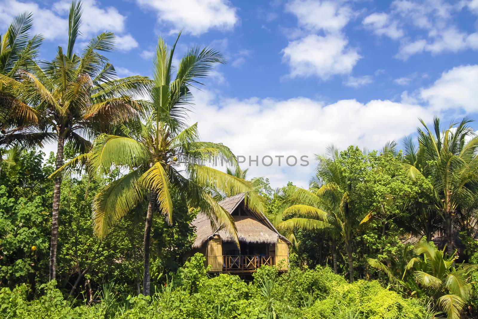 Beautiful Palm Trees on the Tropical Island.