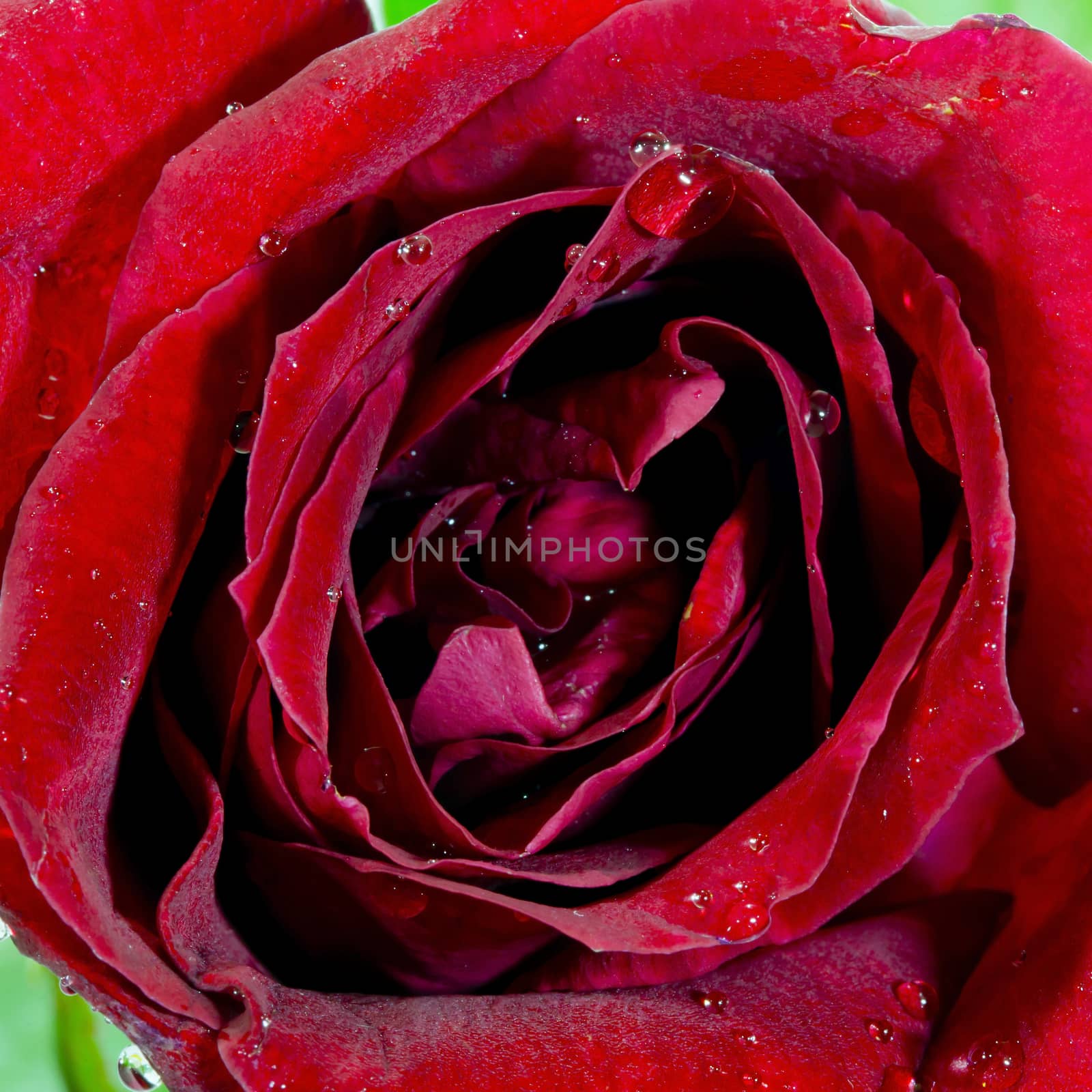 Close-up view of beatiful dark red rose