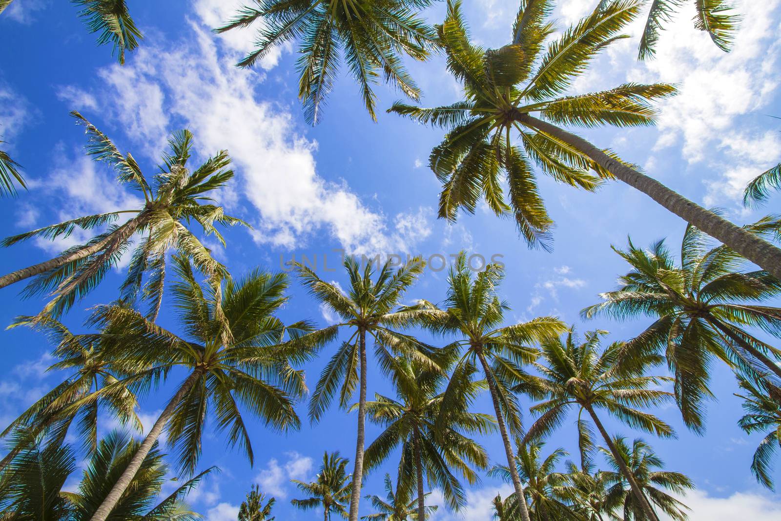 Beautiful Palm Trees on the Tropical Island.
