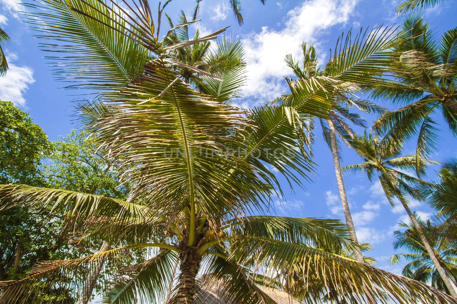 Beautiful Palm Trees on the Tropical Island.
