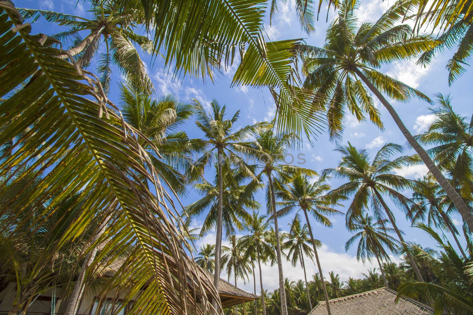 Beautiful Palm Trees on the Tropical Island.