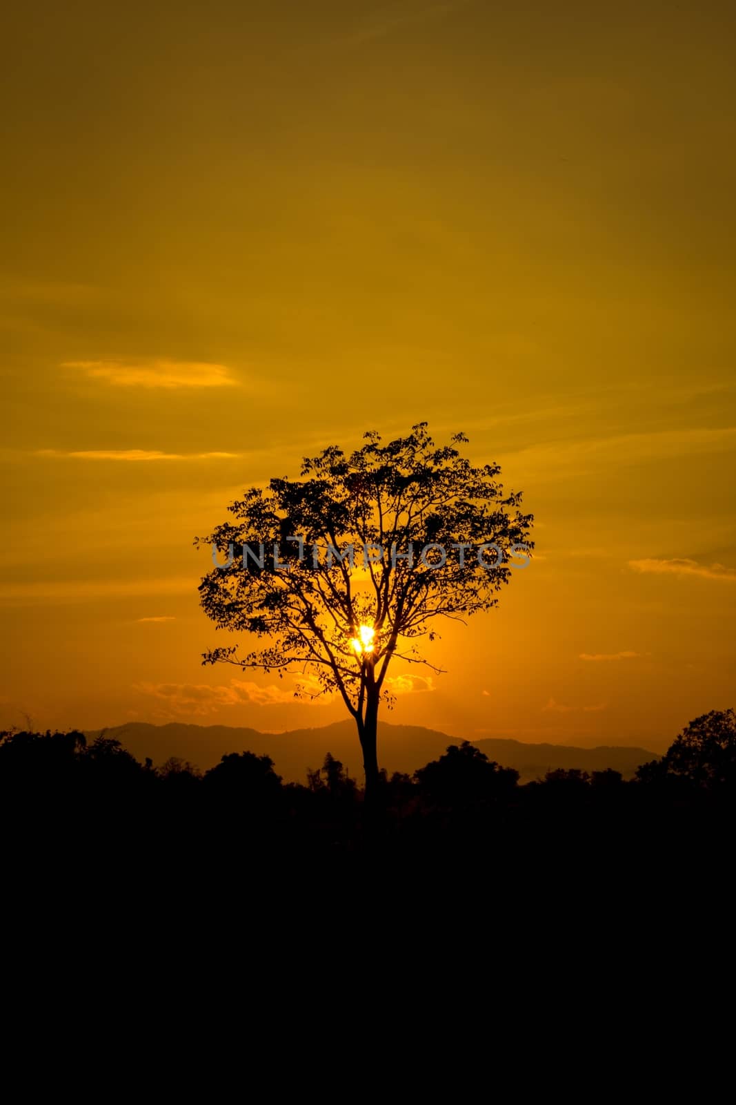 Beautiful landscape image with sun and trees silhouette at sunset.
